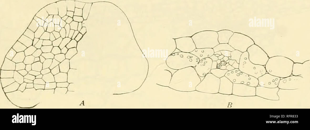 . Carnegie Institution di Washington la pubblicazione. Il giovane sporofito 149 il cotiledone in Kaulfussia (fig. 123) è spatulate in forma e non dissimile da quella di Daneea in forma e anche strettamente assomiglia ad un profilo della foglia più ampie forme di Ophioglossum moluccanum. La somiglianza di quest'ultima è molto aumentata dalla venatura, che reticola e straordinariamente simile a quella del cotiledone di Ophioglossum. Come in Ophioglossum, vi è di solito un mid-vena, ma questo non è tuttavia notevolmente più spessa del lateral. Quest'ultima, invece di libero che si estende fino al bordo della foglia, sono atto Foto Stock