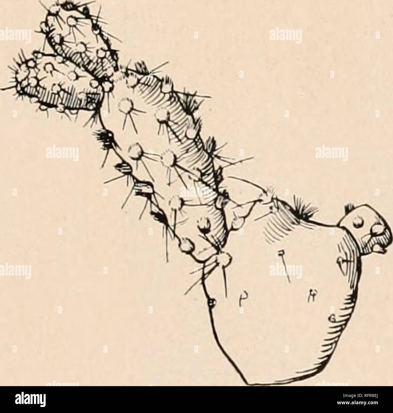 . Carnegie Institution di Washington la pubblicazione. L' Opuntia. 195 Immagine: Cact. Mex. Legato, pi. 75, f. 15. La figura 240 è da un disegno della pianta raccolti dalla Dott.ssa Rosa vicino a El Paso, Texas, nel 218. L' Opuntia trichophora (Engelmann) Britton e Rose, Smiths. Misc. Coll. 50: 535. 1908. L' Opuntia missouricnsis triflwphora Engelmann, Proc. Amcr. Acad. 3: 30x3. 1856. Opunlia polyacanlha trichophora Coulter, contr. U. S. Nat. Erbe. 3: 437. 1896. Un basso, impianto di spalmatura, spesso la formazione di grumi di piccole dimensioni da 6 a 10 dm. in diametro; giunti a orbicular obovate, 6 a 10 cm. di diametro; areoles strettamente insieme; spin Foto Stock
