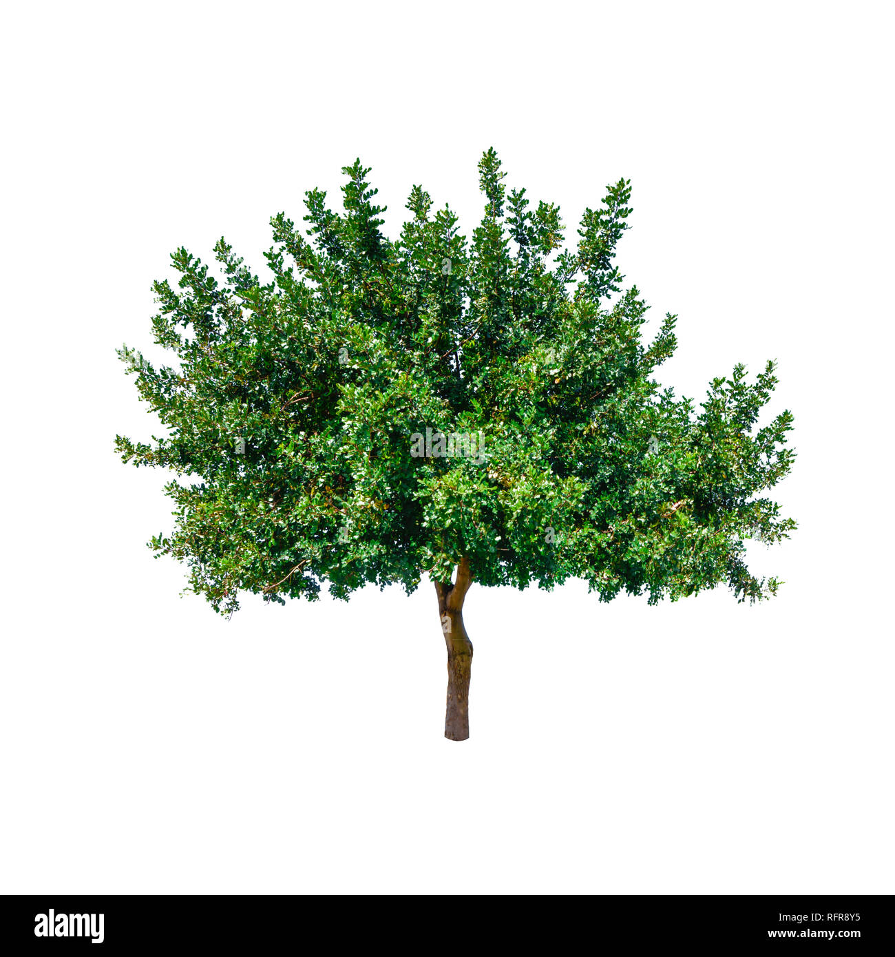 Albero verde isolato su sfondo bianco Foto Stock