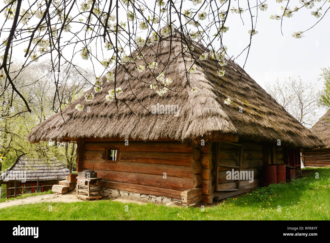 Vecchia casa ucraino con tetto di paglia e ciliegio fiori in primavera tempo Foto Stock
