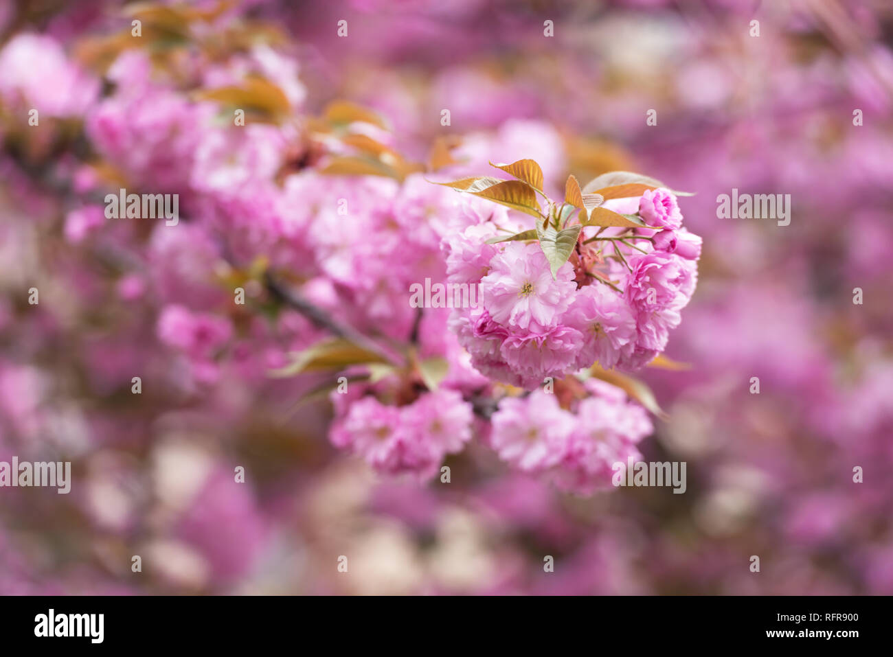 Rosa sakura fiori sulla molla cherrys rametti. In primavera la natura sullo sfondo Foto Stock