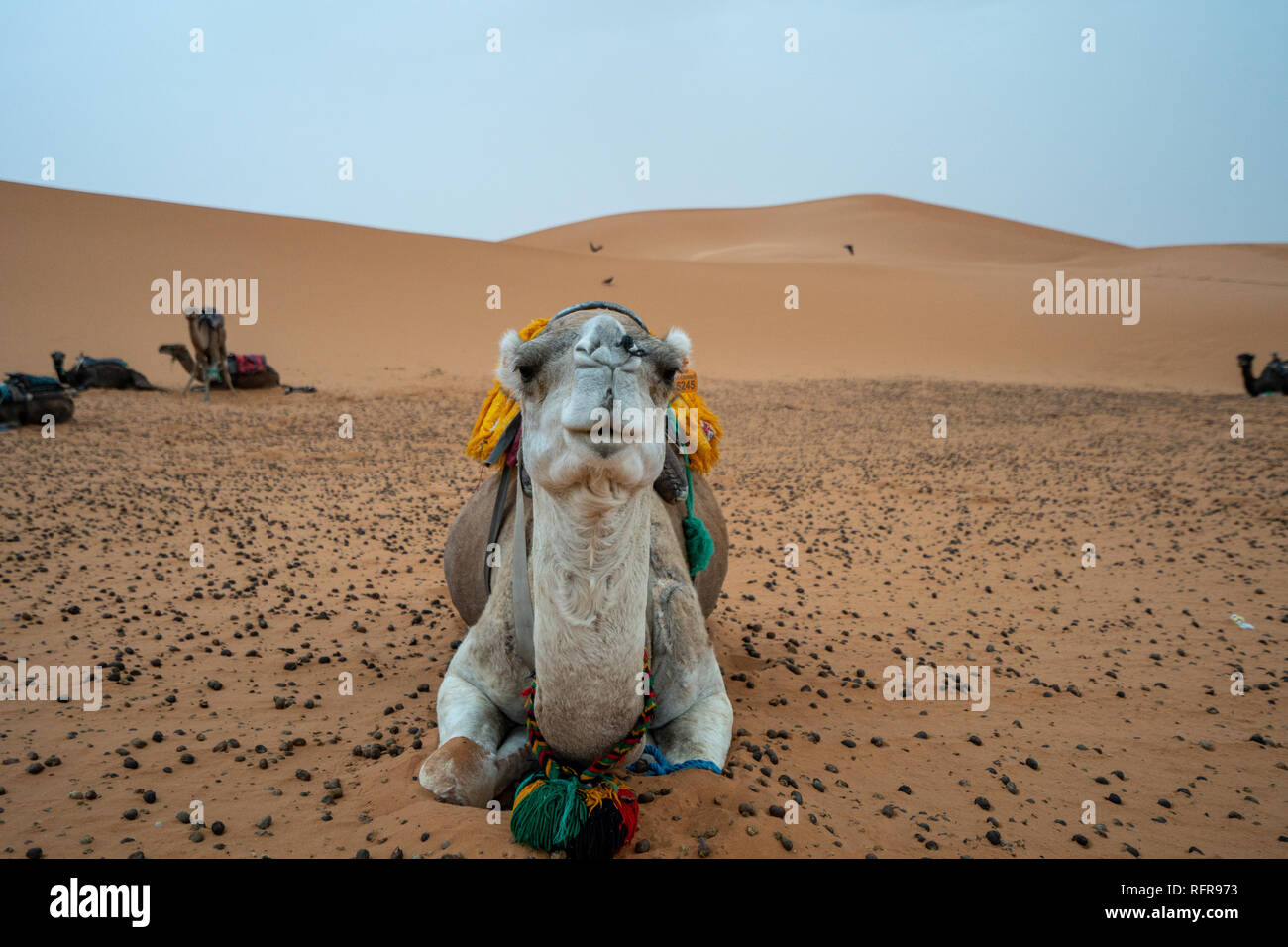 In Sarah del Marocco, i cammelli sono utilizzati come dispositivi di trasporto Foto Stock