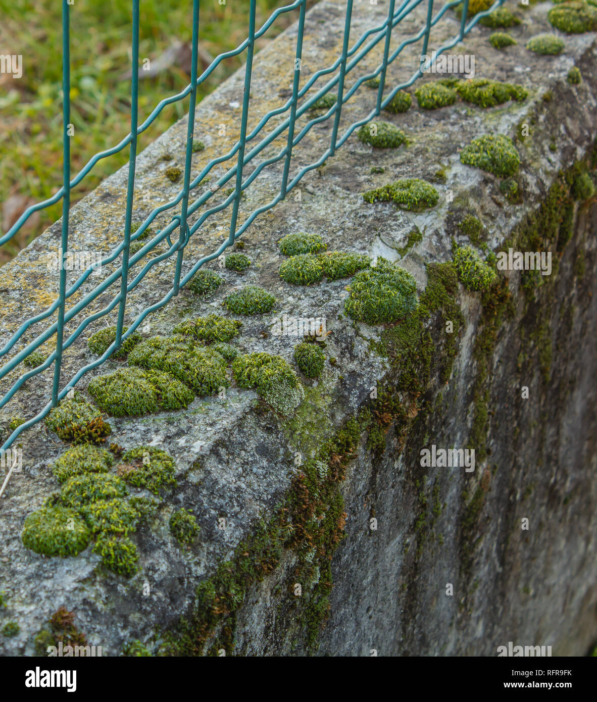 Bubble-moss sagomata su un muro basso /close-up di un basso muro con moss Foto Stock