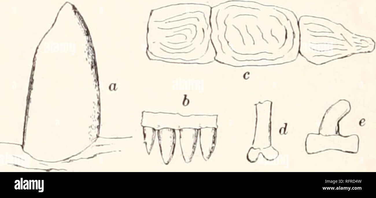 . Carnegie Institution di Washington la pubblicazione. 66 LE MISURE DI CARBONE AMPHIBIA DEL NORD AMERICA. Le MISURAZIONI DEL TIPO DI MAZONERPETON COSTATUM MOODIE. No. 800 (777), Yale University Museum: mm- la lunghezza della porzione del cranio conservato . 14 Lunghezza della clavicola destra 16 Larghezza della clavicola destra . 4 la lunghezza della regione dorsale rappresentata. .30 La lunghezza della nervatura di cervicale 8 lunghezza della nervatura dorsale 6-5 lunghezza della nervatura caudale 3 lunghezza della porzione caudale del corpo conservati.. 55 No, lunghezza della mandibola .15 Massima larghezza 6 Lunghezza di omero di destra. ... 10 più grande larghezza di omero 2 804 (332), Yale University Museum: Le Foto Stock
