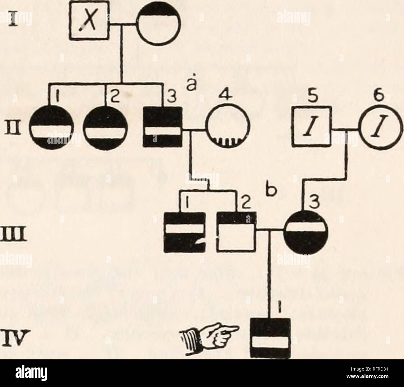 . Carnegie Institution di Washington la pubblicazione. I grafici di pedigree. 137 Ho 2 figura 32.-1-2, did ridicole le cose a tavola. 11-1, aveva mania; geloso. II-2, aveva mania; geloso. 11-3, aveva mania; geloso. II-5, un dement senile. II-6, mostrava cleptomania e mythomania. III-i, folle e malinconia. III-2, molto nervoso ma capace. III-3, aveva melanconia con stupore; demented nella vecchiaia. IV-1, un elevato grado di imbecille; aveva attacchi rumorosi e manie acute, (n : 214.). FIG. 32.. Si prega di notare che queste immagini vengono estratte dalla pagina sottoposta a scansione di immagini che possono essere state migliorate digitalmente per la leggibilità - colo Foto Stock