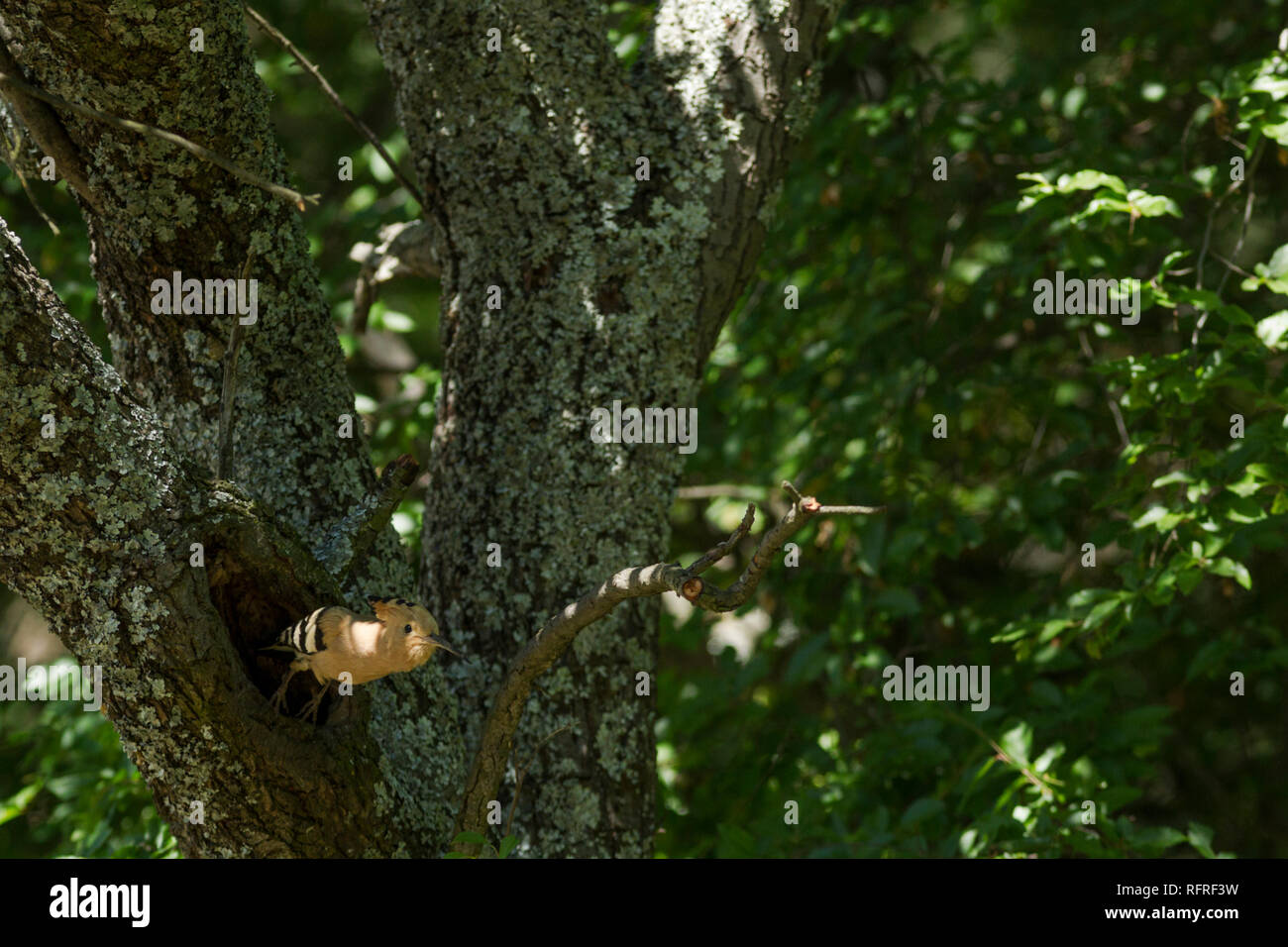 L'upupa, il nome latino Upupa epops, lasciando il suo nido in habitat boschivo pezzata luce solare Foto Stock