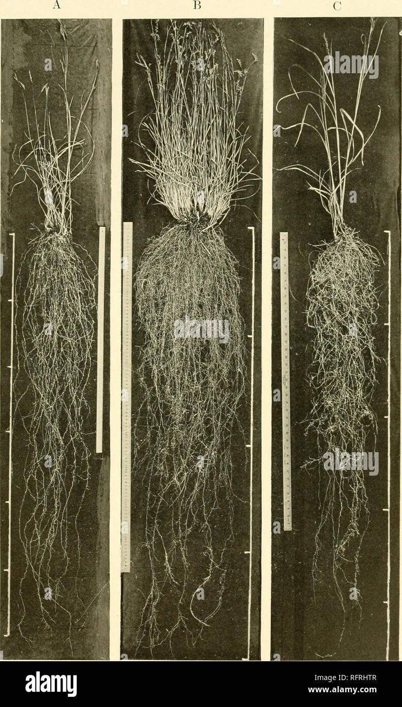 . Carnegie Institution di Washington la pubblicazione. La piastra 3. A. Atbdropogon furcalus. B. Amiropogon scoparius. C. Amiropogon nutans. Si prega di notare che queste immagini vengono estratte dalla pagina sottoposta a scansione di immagini che possono essere state migliorate digitalmente per la leggibilità - Colorazione e aspetto di queste illustrazioni potrebbero non perfettamente assomigliano al lavoro originale. Carnegie Institution di Washington. Washington, Carnegie Institution di Washington Foto Stock