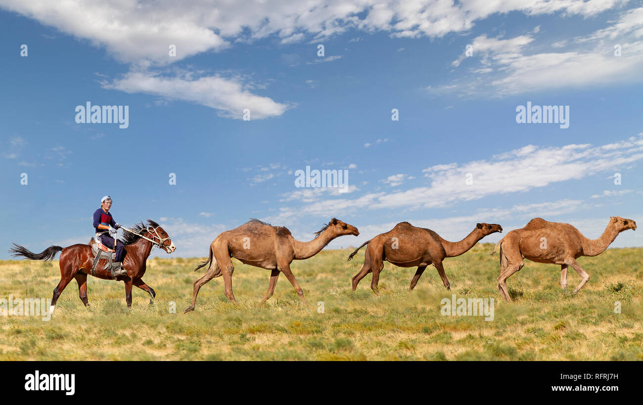 Uomo kazako sul suo cavallo mandrie cammelli in Shymkent, Kazakistan Foto Stock