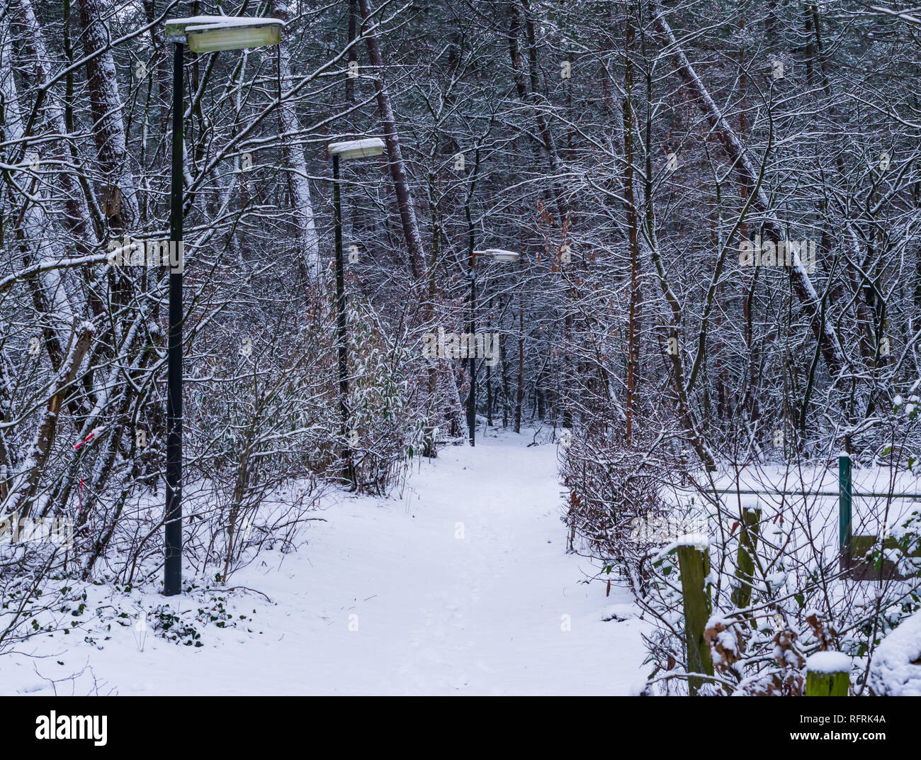 Bellissimi boschi innevati road con spento lampioni, stagione invernale nei boschi, neve scenario della foresta Foto Stock