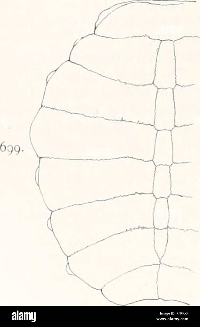 . Carnegie Institution di Washington la pubblicazione. 54^ tartarughe fossili del nord AMKRR'A. la linea mediana è 132 mm; la larghezza massima è 1 17 mm. Il carapace (fig. 699) è moderatamente convessa. Ho egli porta anteriore è ampiamente arrotondati; l'ostacolare il confine è scavato. Vi erano originariamente 6 ossa neurali, ot che il primo è ferito e il quarto è mancante. Il primo aveva una lunghezza di 21 mm e una larghezza di 10 mm. Gli altri sono più corti e stretti. La nuchal ha un avanzamento e arretramento misura ot 18 mm. e una lunghezza di 66 mm. da lato a lato. Ci sono solo 7 coppie di costals. Quelli della settima coppia mee Foto Stock