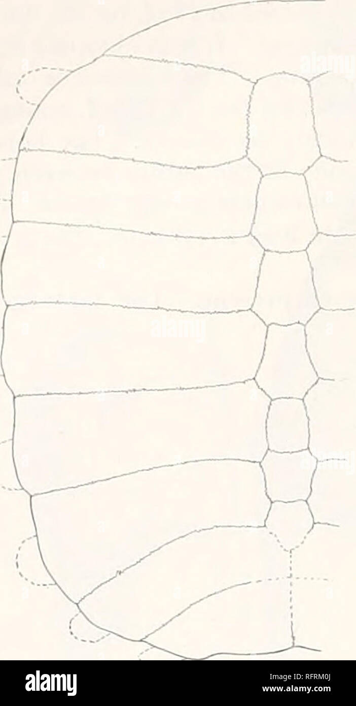 . Carnegie Institution di Washington la pubblicazione. 532 tartarughe fossili DEL NORD AMERICA. Amyda crassa sp. nov. La piastra 108; text-fig. 692. Questa specie è fondata su un carapace frammentarie, n. 3887 del Museo Americano di Storia Naturale. Questo è stato raccolto bv che museum per la spedizione del 1895, nella parte superiore letti, orizzonte "C", dei depositi Uinta, nella regione lungo il Fiume Bianco, Utah. Le parti presenti includono una porzione considerevole del costals, un paio di neurals e quasi tutta la nuchal. La maggior parte di sinistra secondo costale è mancante, circa la metà distale del diritto t Foto Stock