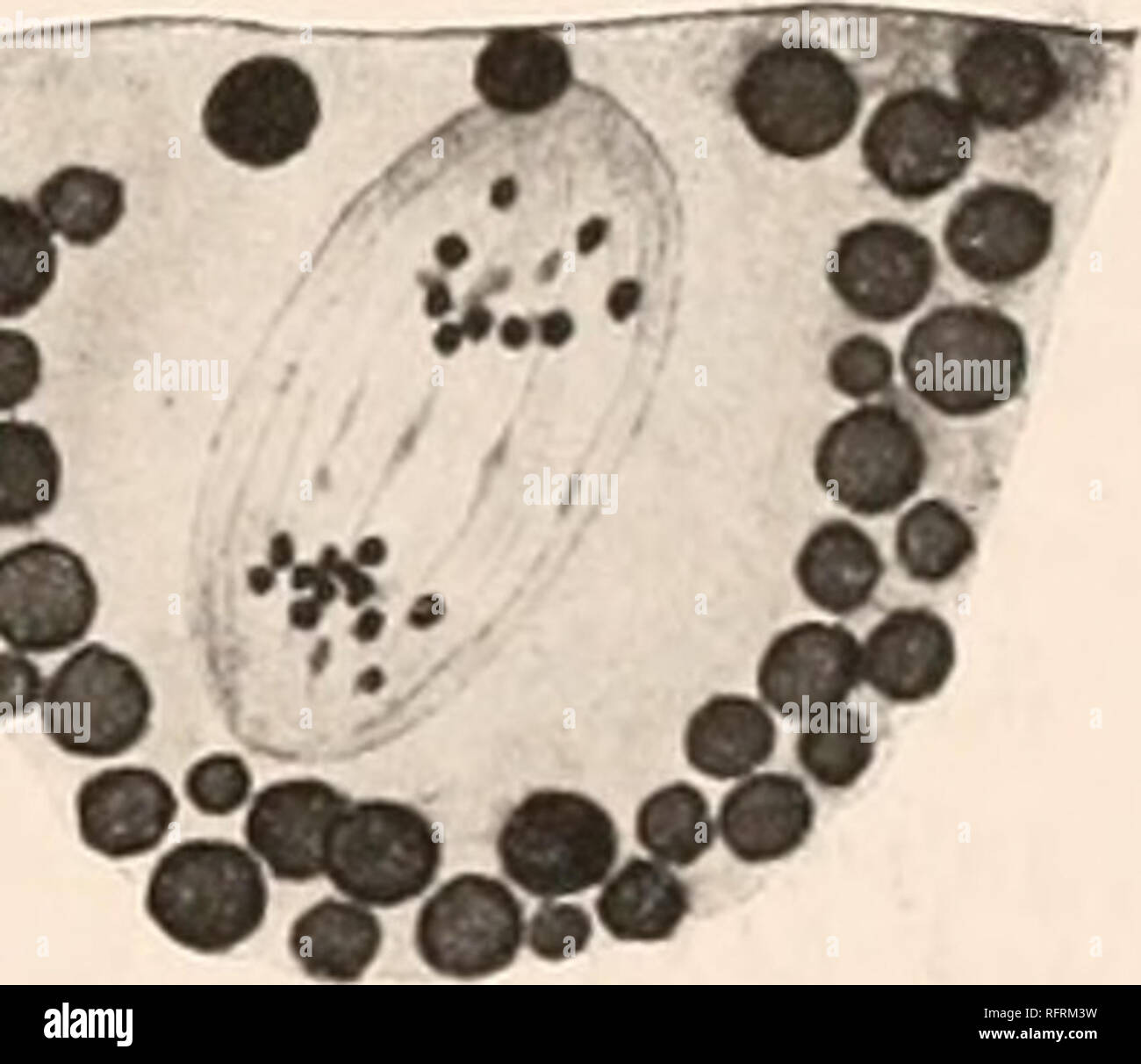 . Carnegie Institution di Washington la pubblicazione. . FIG. B. - CEuf feconde fixe aprcs ininutrs 5. Prophase de la premiere division. Methode de Benda. Innn. 2 mm., m-.. FIG. C. - OZuf fixe aprus 1(1 minuli's. Lmr;i|.li;isf ill- hi premiere division. Flcmming, safraninr. Imm. 2 mm., oc. A. FIG. D. - Q5uf fixe apres dieci minuti. Anaplia.ir de la premiere division. Flcniinins:. safranina. Imm. 2 mm., o. A. s sperme, dont la vesicule germinative encore est nettement limitee. Elle un cependant tres probablement deja subi une diminuzione de volume. A ce propos, je signale que chez Cynthia, Conklin Foto Stock