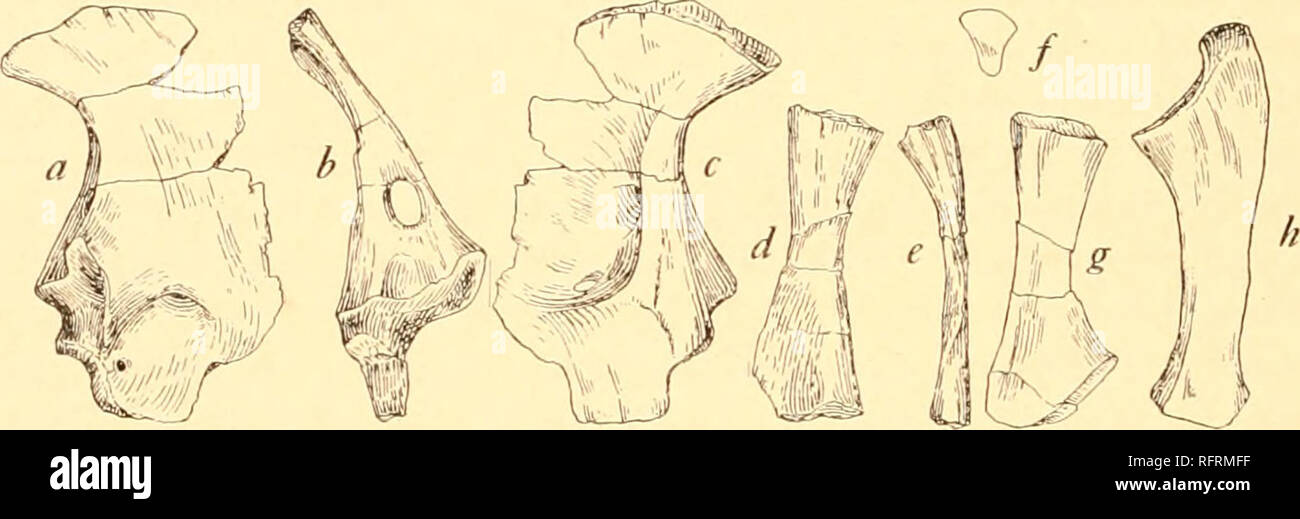 . Carnegie Institution di Washington la pubblicazione. 164 IL PERMO-CARBONIFERO LETTI ROSSO DI posteriormente entrambi i meati che si apre nel subscapular fossa che ha il contorno crescentica caratteristica degli anfibi. Vi è una piccola e molto affilate pit sulla faccia esterna di uno specimen appena al di sotto del cotylus, ma questo non riesce a penetrare l'osso e probabilmente è accidentale. Vi sono forti superfici articolari per la coracoid elementi, ed è evidente che questi erano suturally collegato con la scapola durante la vita. Il bordo anteriore è incompleta in tutti i campioni, ma era apparentemente r Foto Stock