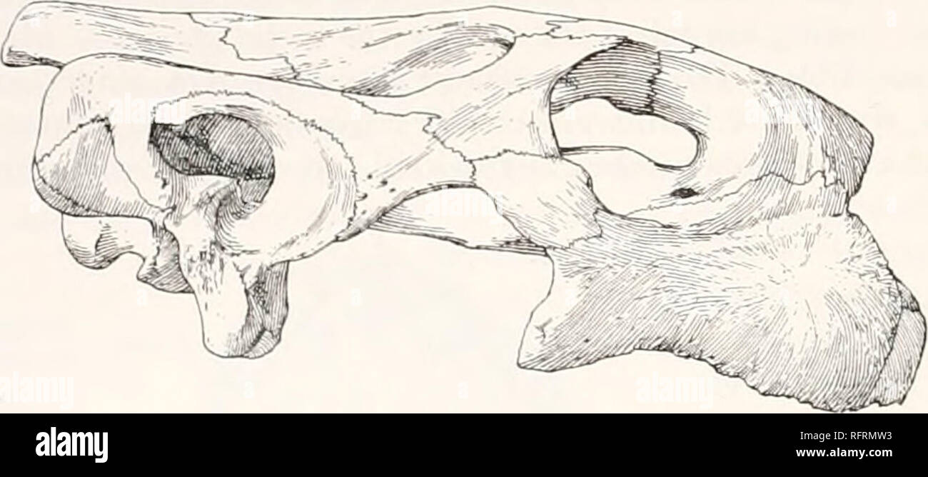 . Carnegie Institution di Washington la pubblicazione. M tartarughe fossili DEL NORD AMERICA. L'osso nuchal occupa 140 mm. del bordo libero ed è 182 mm. di larghezza in corrispondenza della porzione più ampia; 141 mm. lungo la linea mediana. Il suo spessore massimo in corrispondenza della mezzeria è di 36 mm. Il ponte periferiche sono molto alta, circa 230 mm. e quindi quasi alto come costals, il quarto dei quali è 257 mm. alta. Lo spessore della superficie interna ot la ostacolano la periferica- erals aumenta a circa metà dell'altezza ed è poi improvvisamente ridotto, la massima essendo di circa 23 mm. Il pygal è di 80 mm. di larghezza in corrispondenza del bordo libero, Foto Stock