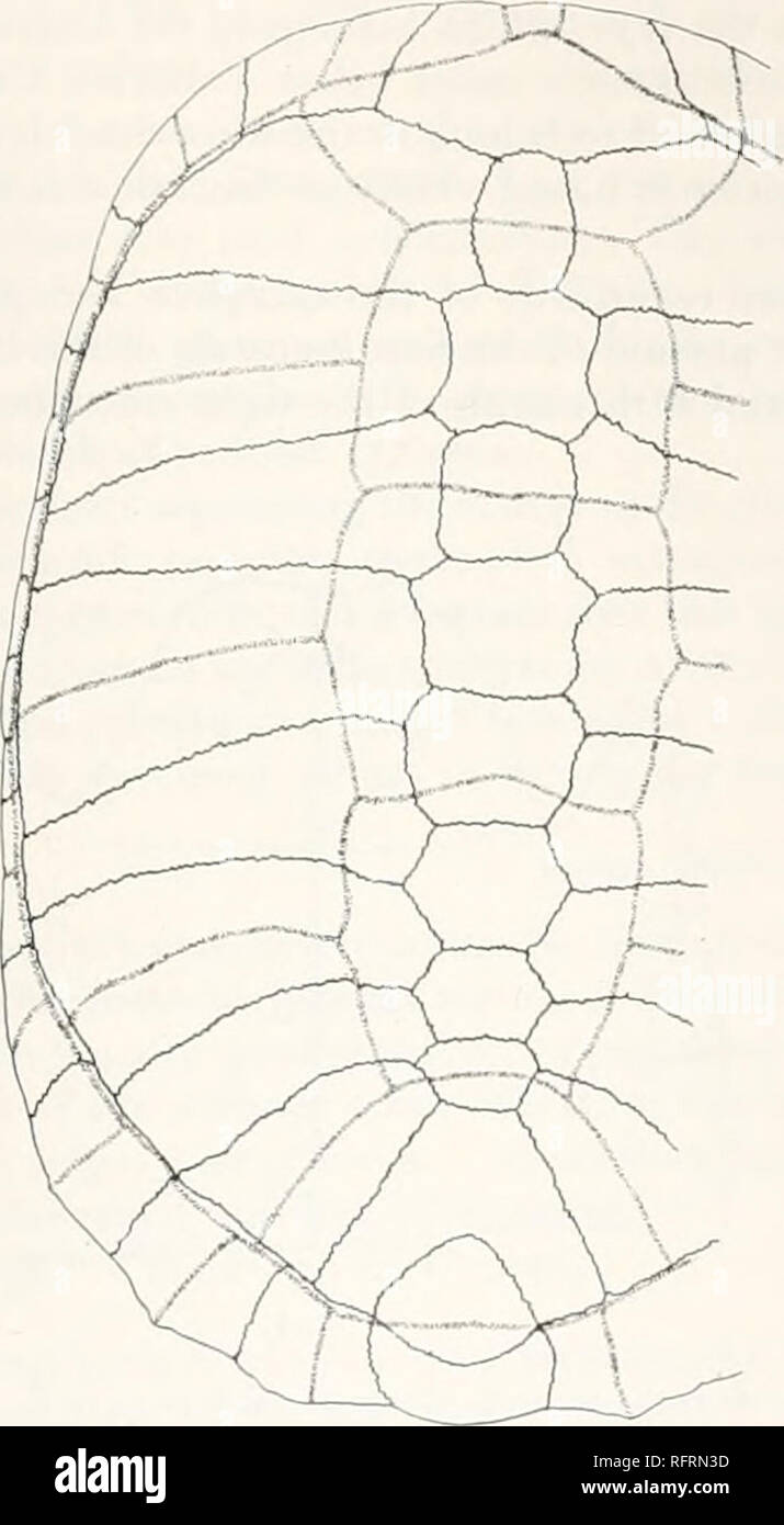 . Carnegie Institution di Washington la pubblicazione. TISTl'DINII).*:. 395 n. 1354 del piviale collezione ha una lunghezza di 219 mm e una larghezza di 160 mm. Il suo margine anteriore è concava, neurals sono ot larghezza moderata, il pygal è bifurcate, le periferiche su arti posteriori alquanto svasatura, e vi è una cospicua e sharp carina lungo ciascun lato. Il scutes vertebrale sono simili a quelli di n. 1359. Vi è una notevole depressione sulla superficie della seconda, della terza e della quarta scutes vertebrale. No. 1355 è un guscio feriti, ma mostra una sezione anteriore leggermente concava contorno. Una particolarità è pr Foto Stock