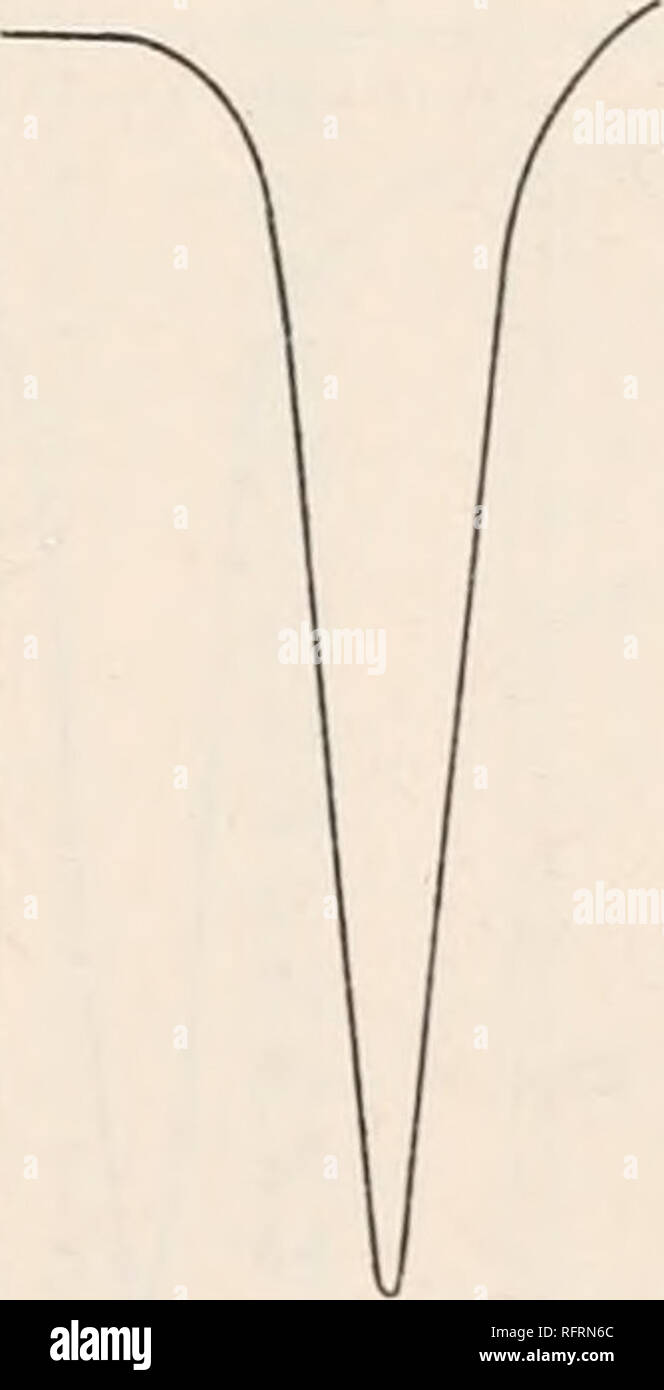 . Carnegie Institution di Washington la pubblicazione. Profondità di cella 10 mm. Concentrazione 0344 N. Cell profondità 20 mm. Concentrazione 0.177 N 0,55/^ 0.6/7 0.55u 0.6/7 0,55/y fig. 34. 0.6/7 0,55/^ 0.6/7 la curva che rappresenta la maggior parte della soluzione concentrata è più vicina alla sinistra della figura. Si è visto che queste curve sono identiche a entro i limiti di errore sperimentale; il lieve aumento di assorbimento con diluizione è da attribuire alla fessura di correzione larghezza. La slit-larghezza era in ogni caso 0,4 mm. L'acqua non ha un assorbimento in questa regione. Si prega di notare che queste immagini sono estratte da s Foto Stock