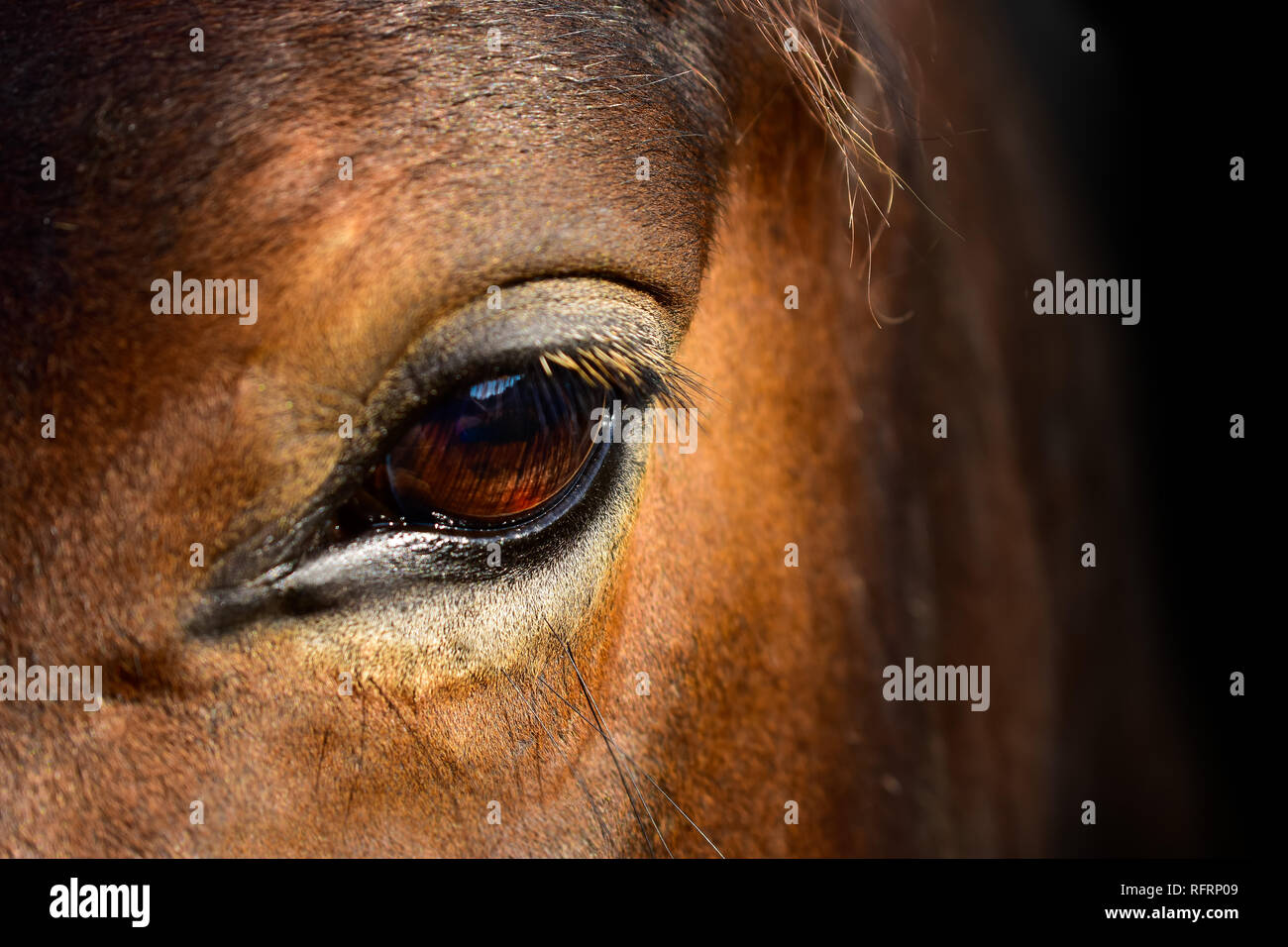 Testa di cavallo macro close up Foto Stock