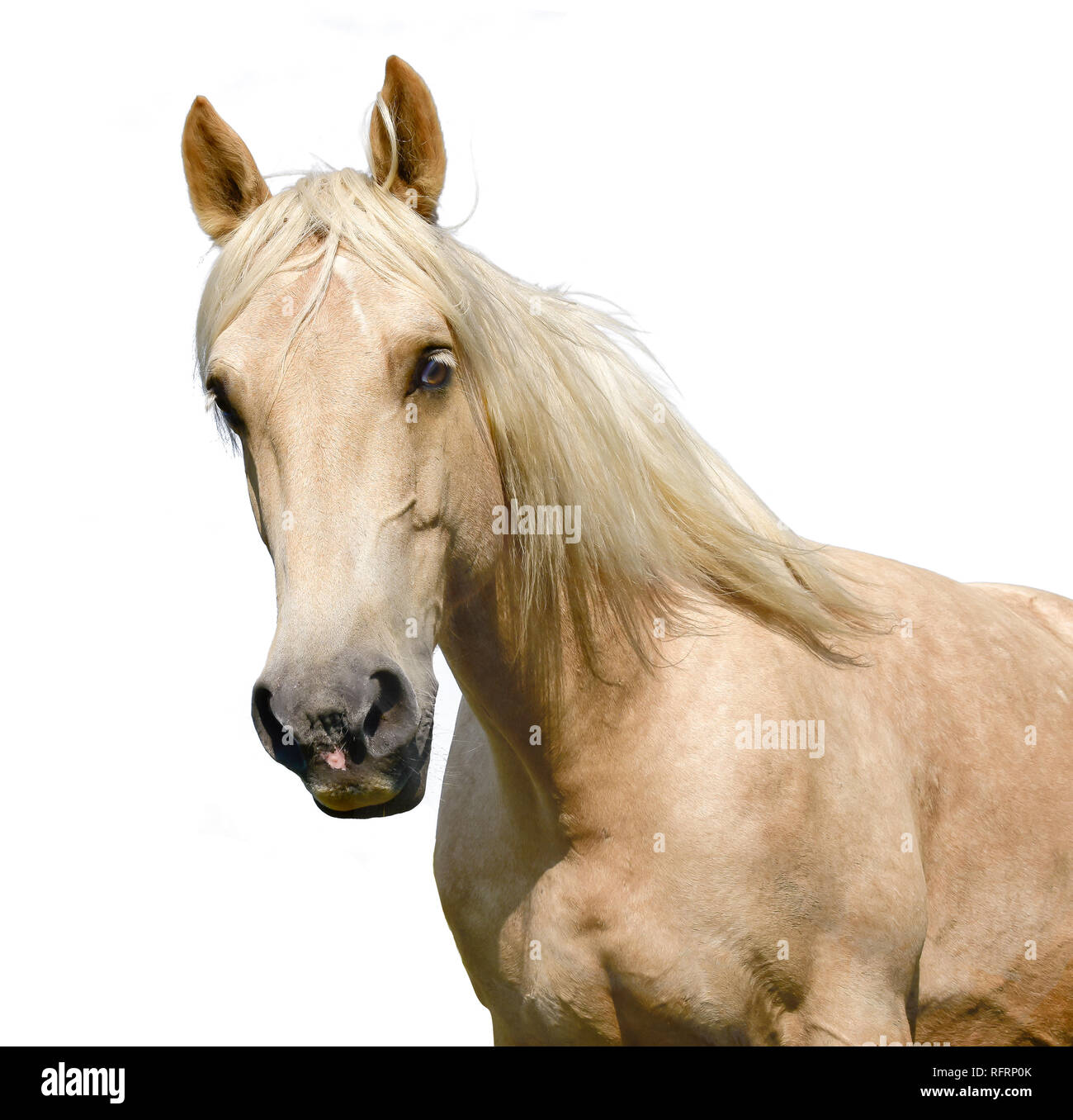 Testa di cavallo isolato su bianco Foto Stock