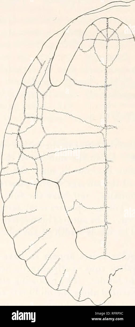 . Carnegie Institution di Washington la pubblicazione. . Fig. 40.-Ba'ena hatchert. Tipo. Xj. Carapace. Fig. 41.-Ba'ena hatcheri. Tipo. X£. Plastron. Le suture tra le ossa sono belle e il loro corso è spesso indicata dal solo finemente confine striato dell'osso contiguo. La nuchal osso è quasi quadrato in forma. È 43 mm. lungo in avanti e indietro, con una larghezza di 59 mm nella parte anteriore e una larghezza massima di 72 mm. Il neurals in generale sono esagonali, con l'estremità più ampia in avanti. La tabella annext presenta le dimensioni ot la neurals. Il singolo suprapygal aveva una lunghezza di 50 mm e una larghezza di Foto Stock