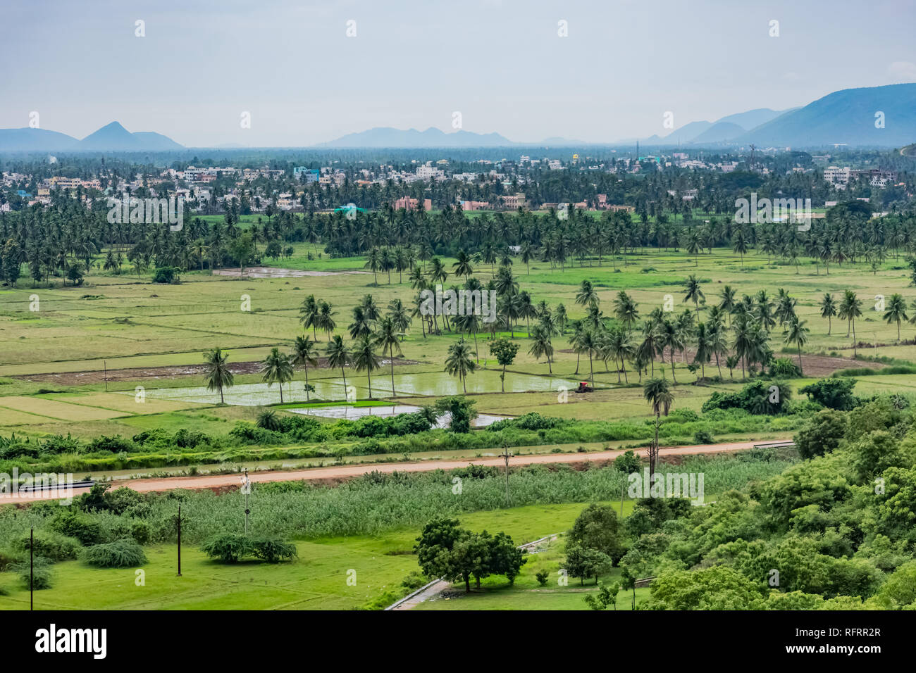 vista ravvicinata della piantagione di palme da cocco in un campo verde. Foto Stock