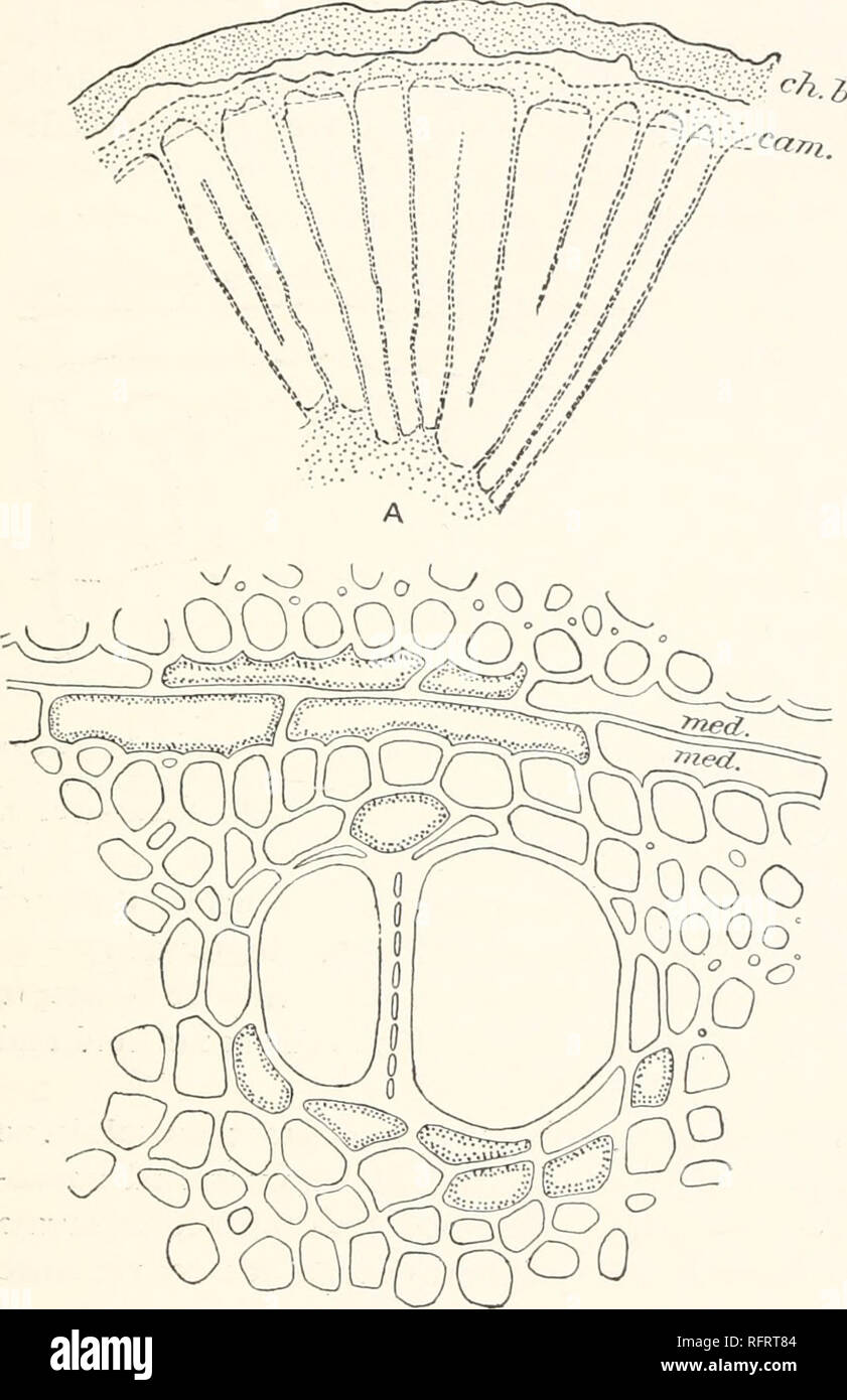 . Carnegie Institution di Washington la pubblicazione. PARKINSONIA. 23 usuallv sono distinti. PARKINSONIA ACULEATA, P. MICROPHYLLA E P. TORREYANA. (La piastra 4 e le figg. 10 e u.) Parkinsonias sono piccoli alberi che si verificano in questa prossimità in habitat che P. aculcata è nativa trovata sulle pendici della montagna di Coyote,circa 50 miglia ad ovest di Tucson, ma è coltivato nei giardini della città. P. •microphylla si verifica su Tumamoc Hill e sulla bassa, colline secche nella porzione occidentale del laboratorio di dominio. P. per reran un è in crescita nel lavare alla base occidentale della collina Tumamoc. I tre spe Foto Stock