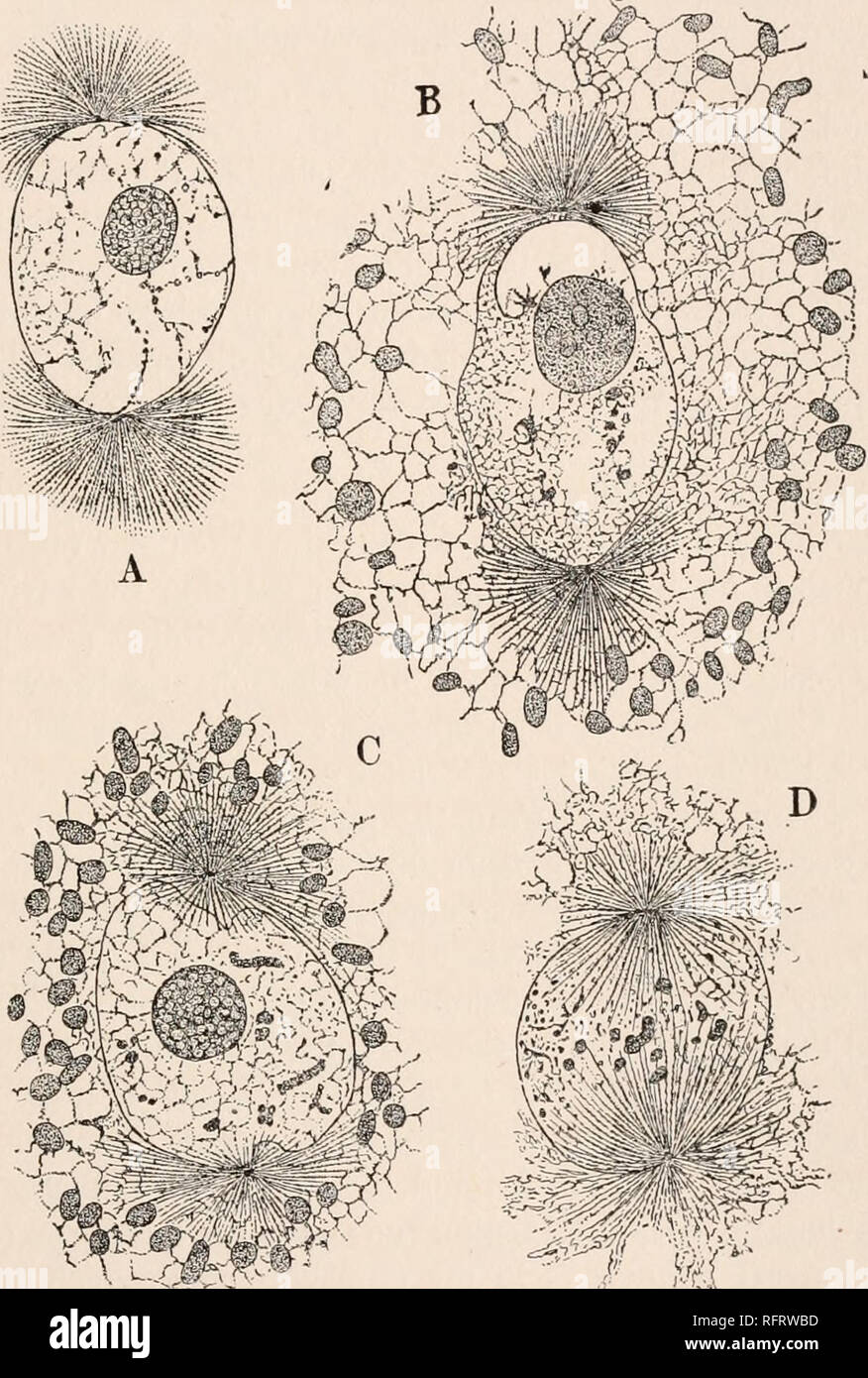 . Carnegie Institution di Washington la pubblicazione. Divisione Nucleare. insieme con le radiazioni kinoplasmic costituisce l'centrospkere. I piani degli assi longitudinali dei centrosomes può essere parallelo o formano angoli diversi con l'altra. In Fig. i, B, la centrosome in corrispondenza del lato superiore del nucleo è visto dal lato, minore da. '.'•&Gt;'i fig. i.-prime mitosi in tetraspore madre-cella di Diclyota dichotoma. A, B, inizio prophase ; ben sviluppato centrospheres sono su lati diametralmente opposti di nuclei. C Il kinoplasmic fibre hanno iniziato a inserire il nucleo di per Foto Stock