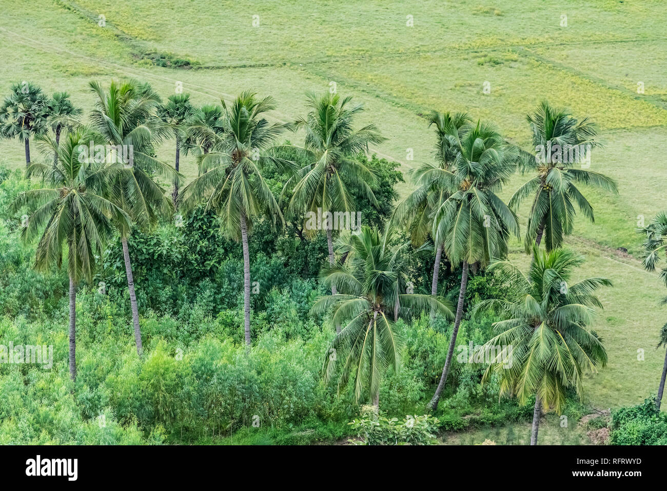 vista ravvicinata della piantagione di palme da cocco in un campo verde. Foto Stock