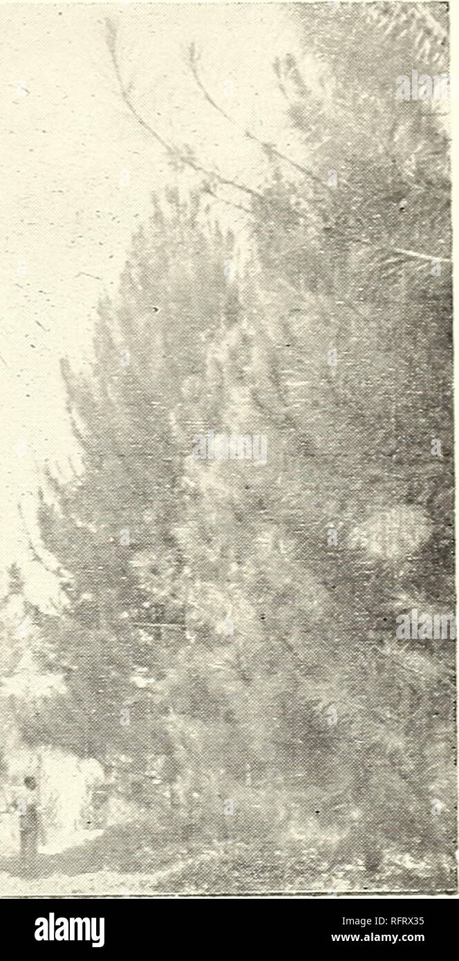 . Caraibi forester. Le foreste e la silvicoltura Area caraibica periodici; le foreste e la silvicoltura tropici periodici. La figura 5. - Pino in Suriname. A sinistra. Honduras pino, 1 anno di età. piantato 5 montiis dopo la foresta naturale cancellata da una pressione indiscriminata. A destra. Honduras pino, 7 anni. Jodensavanna.. burrows con liquido dieldrin ma il controllo completo su queste sabbie poroso è molto difficile, è dominato dalla Bruynzul compensato e scheda parcticle impianto. Questo è un spiccano- ing installazione di macchine per la lavorazione del legno produzione di pro- condotti alle specifiche esatte. Il princi- pal materiale grezzo è baboen. Rifiuti da Foto Stock