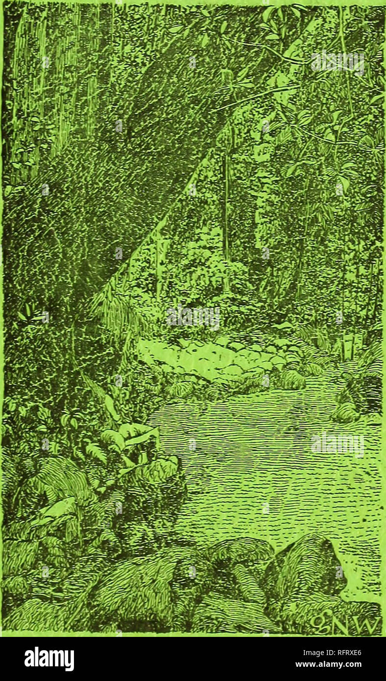 . Caraibi forester. Le foreste e la silvicoltura Area caraibica periodici; le foreste e la silvicoltura tropici periodici e CaribbeanTbrester. VOLUME 13, numero 4 U. S. Dipartimento di informazioni agrico! Servizio di Foresta foresta tropicale Esperimento Stazione Rio Piedras, PUERTO RICO OTTOBRE 1952. Si prega di notare che queste immagini vengono estratte dalla pagina sottoposta a scansione di immagini che possono essere state migliorate digitalmente per la leggibilità - Colorazione e aspetto di queste illustrazioni potrebbero non perfettamente assomigliano al lavoro originale. Foresta del Sud Stazione di esperimento (New Orleans, in Louisiana. ). Rio Piedras, P. R. : foresta tropicale Experim Foto Stock