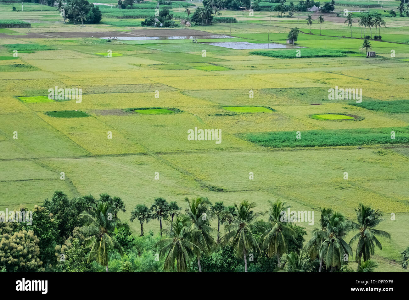 vista ravvicinata della piantagione di palme da cocco in un campo verde. Foto Stock