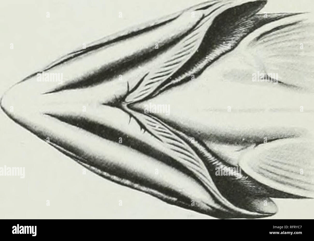 . Il carcinoma della tiroide in salmonoid pesci. Il cancro; il gozzo; tiroide; trota. 11 Fig. 5.-ridisegnata da Maurer. 1886. Tiroide di una trota 2(i cm. lon^; showni nella sua relazione rispetto alle arterie brachiale.s. visto dal lato ventrale. Fig. 6.-ridisegnata da :Maitrer. Sezione mediana per mostrare la distribuzione della tiroide circa l'aorta ventrale in un tront 2,5 cm. lungo. Fig. 7.-ridisegnata da Maurer. Sezione trasversale della testa di un embrione di trote di trenta giorni, mostrando orecchio'iest evagination di epitelio faringea a forni della tiroide. Fig. 8.-ridisegnata da Maurer. Sezione mediana attraverso la testa di embrioni di trota Foto Stock