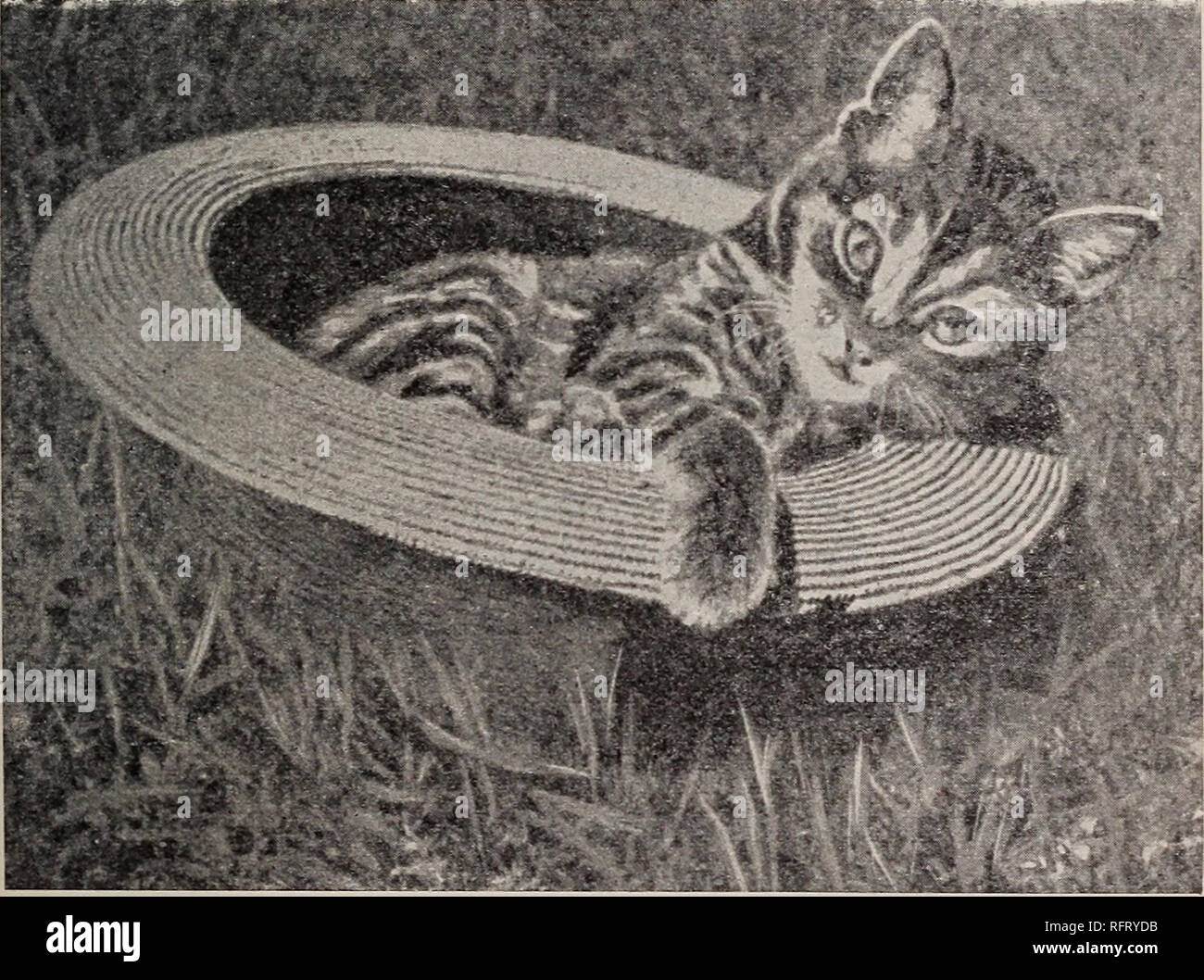 La Cura Degli Animali Medicina Veterinaria Gli Animali Domestici