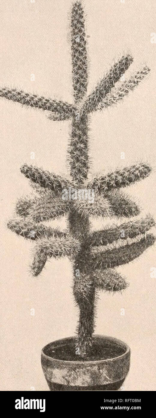 . Carnegie Institution di Washington la pubblicazione. . FIG. 84.-Opuntia prulifera FIG. 85.-Opuntia alcahes. Giunti a cilindrico stretto in clavate, 15 cm. lungo o meno; areoles strettamente insieme; tubercoli piuttosto basso, non molto più ampio di lunga; spine numerosi, simili, diffusione, raramente 2 cm., tutti coperti con una sottile e luminoso giallo-guaine; lana in areoles breve, marrone; glochids, quando presente, a breve, di colore giallo chiaro; fiore da 3 a 4 cm. ampio; petali pochi, rosso brunastro con basi verde; filamenti verde; lo stigma- lobi bianco; ovaia molto spinosa; frutta non proliferous, globulare, 2 cm. di diametro, alquanto tubero Foto Stock