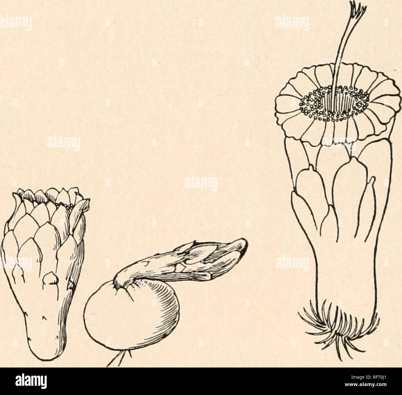 . Carnegie Institution di Washington la pubblicazione. . FIG. 55.-Cephalocereus keyensis. FIG. 56.-fiore di C. keyensis. FIG. 57.-frutto della stessa. Xo.7. Xn-7. Fn;. .SS. - Fiore Cepha uf- locereus monoclonos. Località tipo: amaca, Key West, Florida. Distribuzione: Key West, Big Pine Key e Boca Chica chiave. La pianta è ora molto quasi sterminati su Key West, a causa della necessità per scopi militari durante la guerra con la Germania di cancellazione dell'amaca in cui è cresciuto. Il dott. Piccolo riusciti a stabilire in masse fiorente nel giardino di cactus del Sig. Charles Deering a Buena Vista, Miami Foto Stock