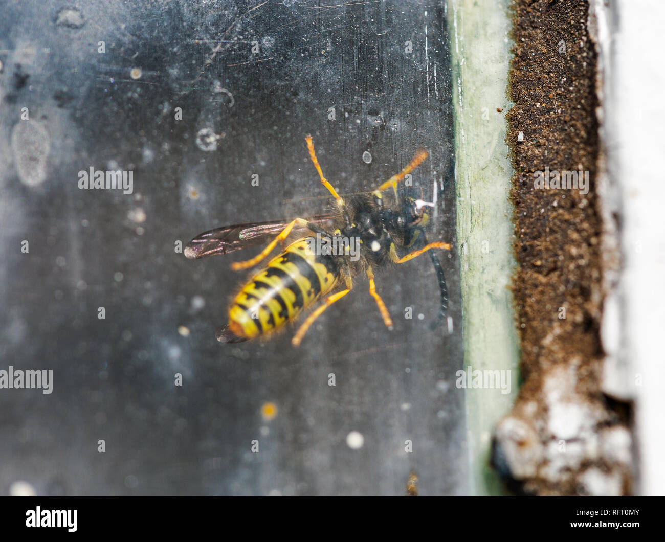 Wasp dietro il vetro del finestrino closeup Foto Stock