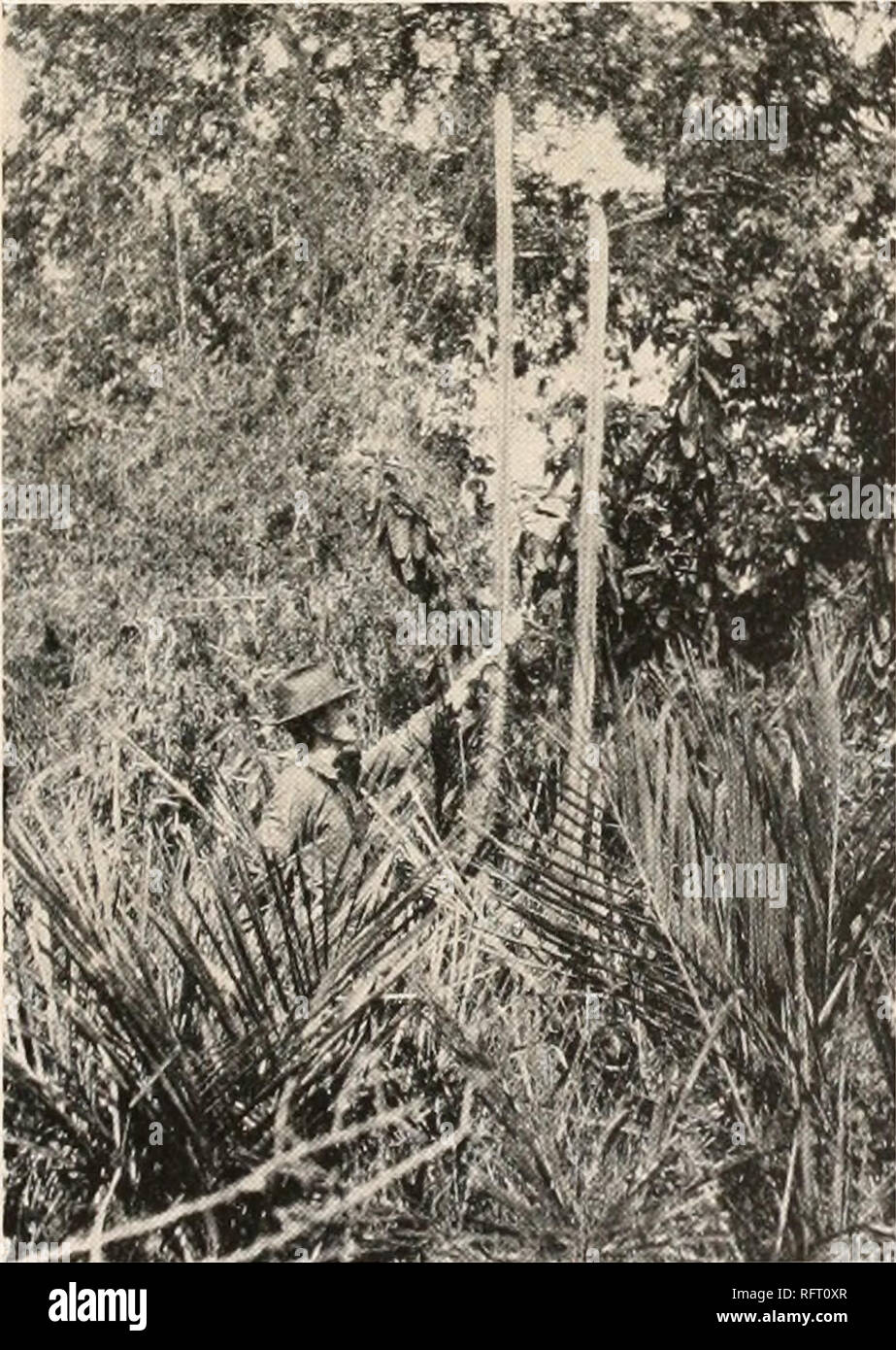 . Carnegie Institution di Washington la pubblicazione. CEPHALOCEREUS. 6. Cephalocereus macrocephalus Weber a Schumann, Gesamtb. Kakteen 197. 1897. Pilocereus macrocephalus Weber, dieta. Hort. Bois 966. 1898. Cereus macrocephalus Berger, sost. Mo. Bot. Gard. 16: 62. 1905. Impianto di grandi dimensioni da 10 a 16 metri di altezza, con una posizione molto solida woody tronco 3 a 6 dm. di diametro, semplici o con pochi rami ascendenti; pseudocephalium non è così evidente come in Cephalocereus senilis; nervature numerosi (circa 24), bassa, ottuso e verde pallido; spine radiali circa 12, diffondendo; centrale di spine diverse, talvolta 6 cm. lungo; Foto Stock