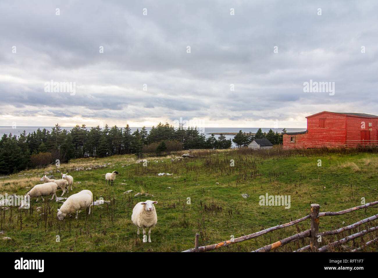 Ovini e recinzione in primo piano sulla collina con vista oceano con granaio rosso in background Foto Stock
