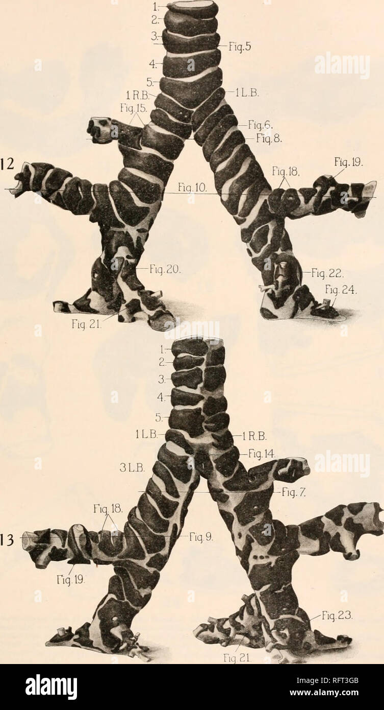 . Carnegie Institution di Washington la pubblicazione. Piastra di Miller. FIG. 12.-ventrale di vista di una ricostruzione dal numero di sezioni delle ultime cinque di cartilagini della trachea e di destra e di sinistra dei bronchi della cavia per quanto riguarda l'inizio del primo ramo laterale del gambo principale bronco entro ciascun lobus inferiore. Solo una porzione di cartilagine prima di entrare nella ricostruzione è mostrato. Nota l'angolo in corrispondenza della biforcazione e la taglia di uniforme di destra e di sinistra dei bronchi. 1-5, cartilagini tracheali. 1 K. B., prima a destra cartilagine bronchiale. 1 L. B., prima a sinistra cartila bronchiale Foto Stock