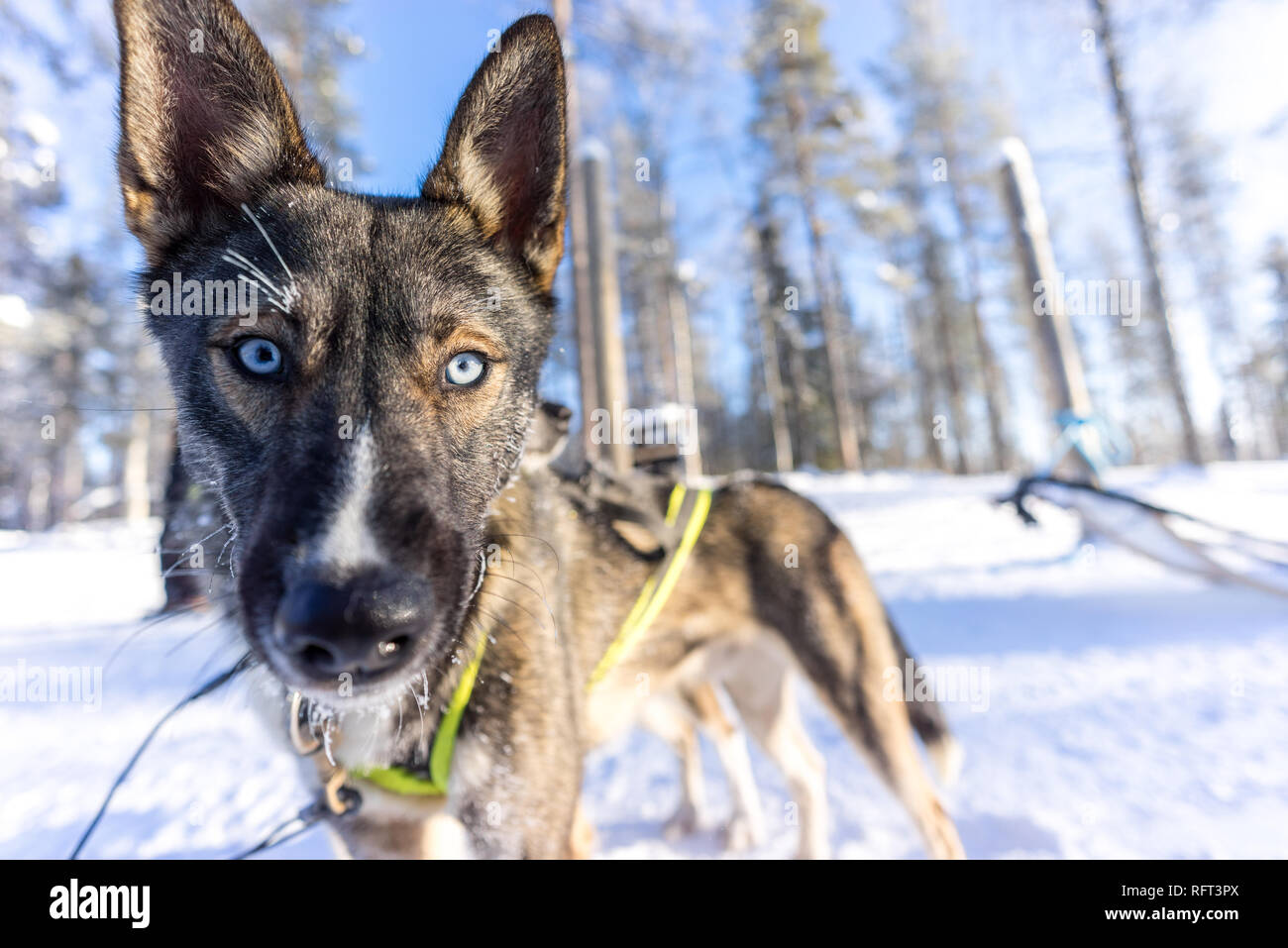 Close up ritratto di un blu eyed alaskan husky nell'Artico allevamento di husky in Lapponia, Finlandia. Foto Stock