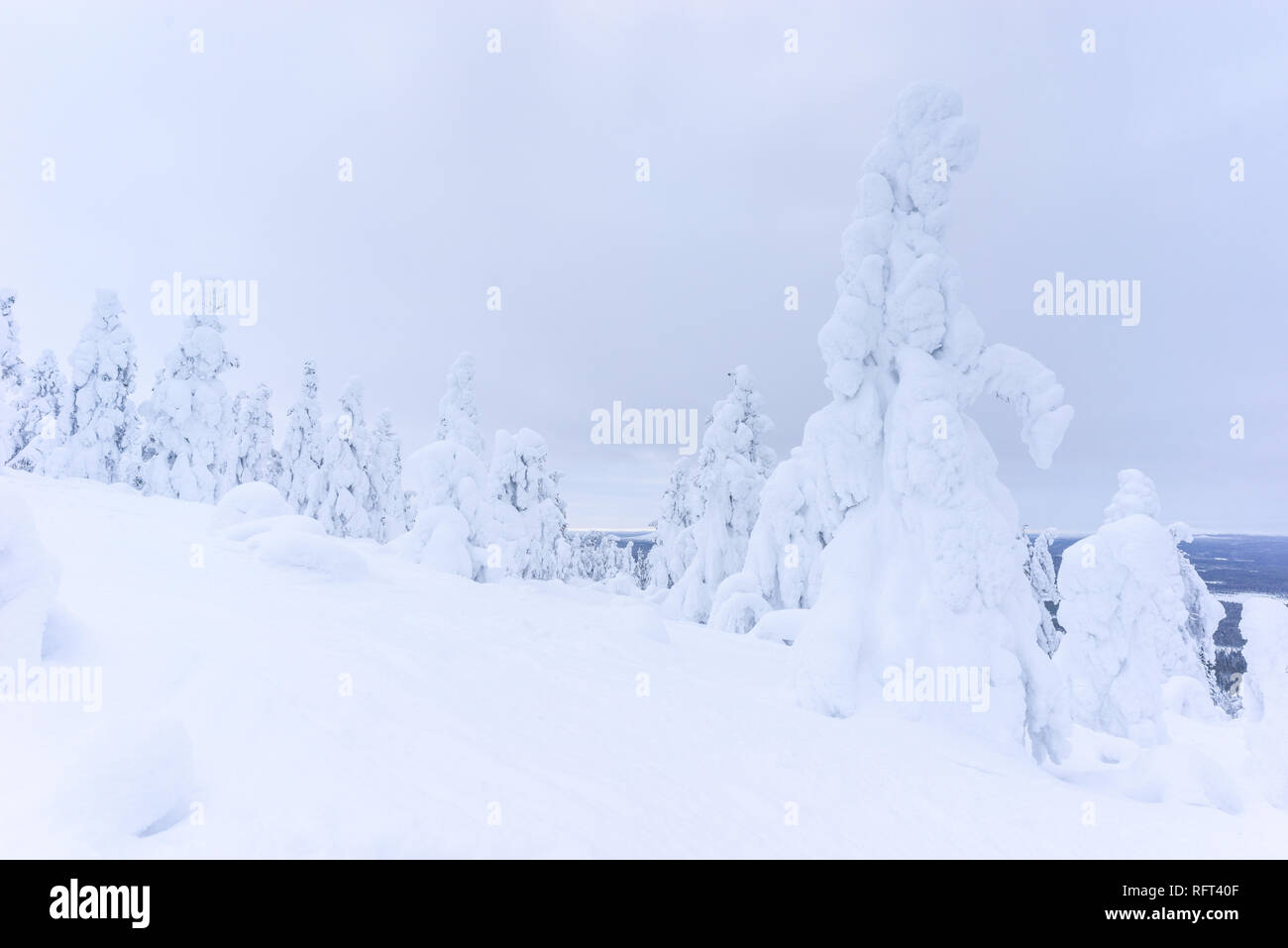 Coperte di neve alberi congelati vicino Pyha in Lapponia, Finlandia Foto Stock