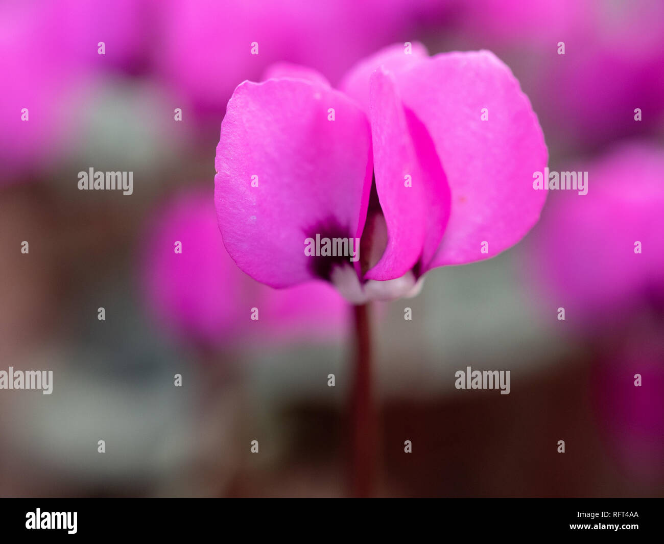 Un close-up di un singolo fiore magenta di ciclamino con fuori fuoco Ciclamino fiori in background Foto Stock