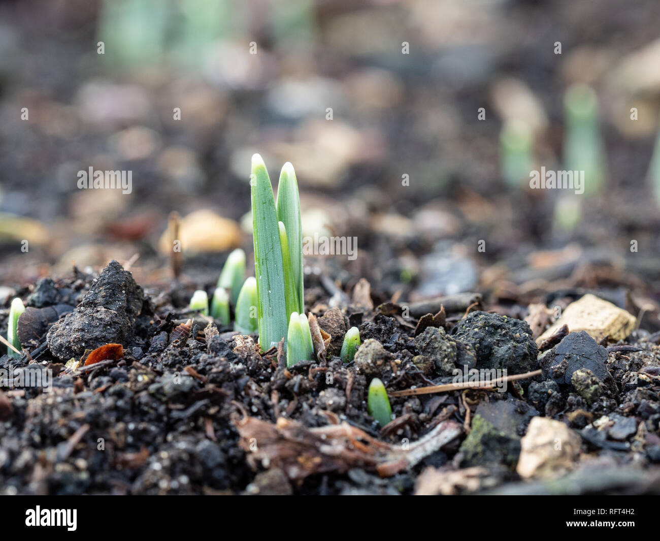 Snowdrop lascia solo inizio fino a spingere attraverso il suolo in primavera Foto Stock