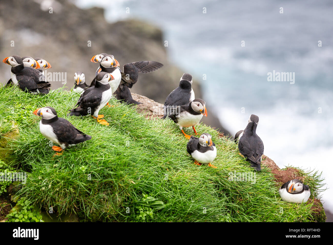 I puffini a Isole Faerøer, paesaggio. Wild europe Foto Stock