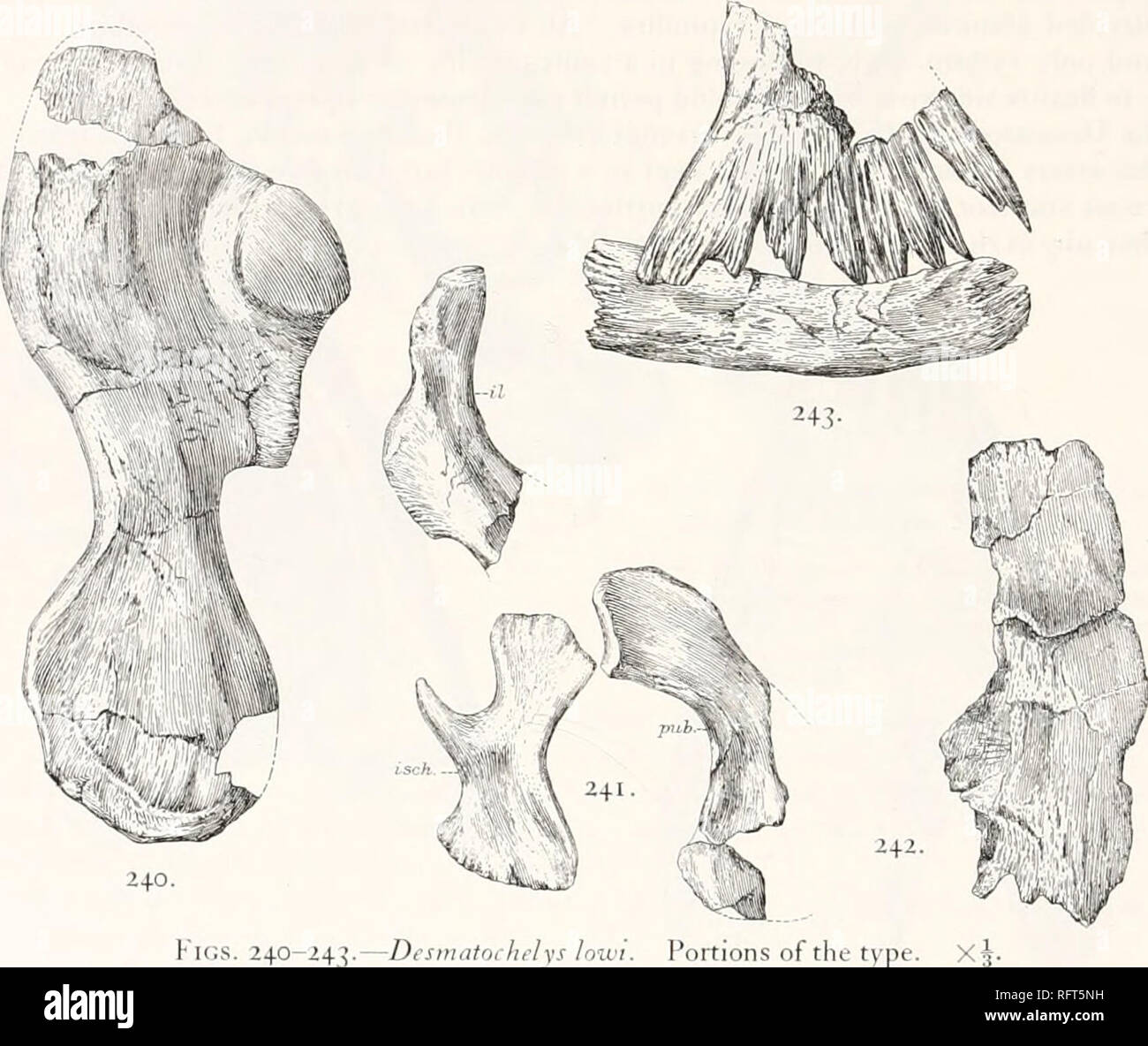 . Carnegie Institution di Washington la pubblicazione. 186 KOSSII. Tl'RTI.KS DEL NORD AMERICA. depositi, vicino Fairbury, Nebraska. Una descrizione estesa della specie con figure, è dato da Williston, come sopra citato. Un certo numero di suoi disegni sono state riprodotte nel presente lavoro. Questa tartaruga è stata evidentemente una grande. Il cranio (figg. 238, 239) è uncrusht, ma ostacolano la porzione della base è danneggiato. La lunghezza totale dal muso alla fine del" supraoc- cipital dorso è 205 mm; la larghezza thru il quadrates è 145 mm. Il cranio è notevole per la lunghezza della parte posteriore la Foto Stock