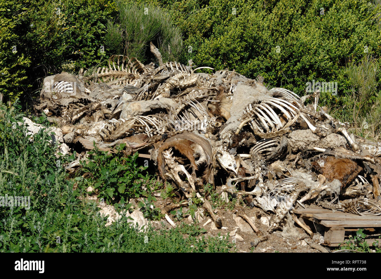 Mucchio di carcasse di ovini, ossa o scheletri, prelevati puliti dagli avvoltoi nel Parco Regionale delle gole del Verdon Alpes-de-Haute-Provence Francia Foto Stock