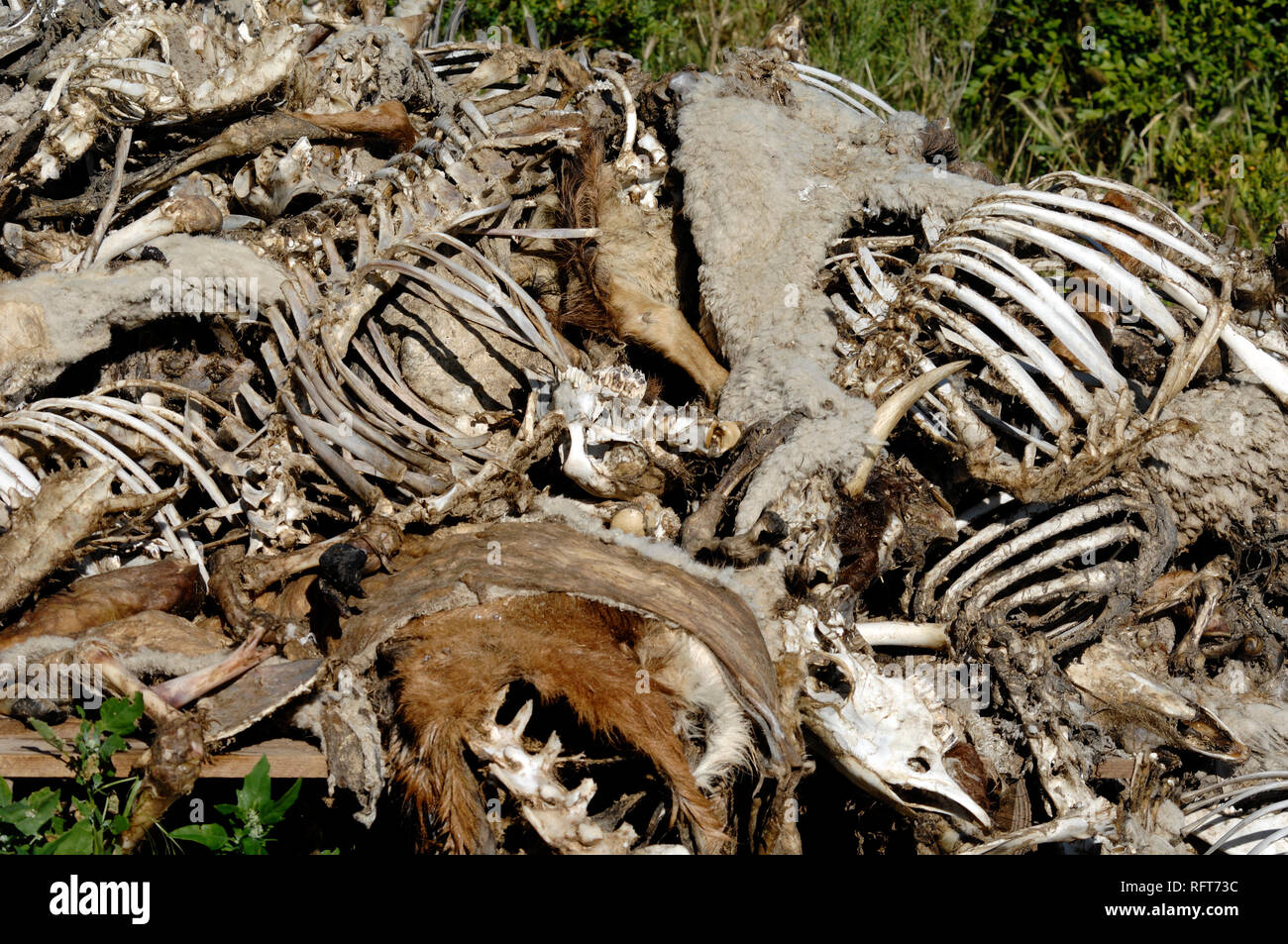 Mucchio di carcasse di ovini, ossa o scheletri, prelevati puliti dagli avvoltoi nel Parco Regionale delle gole del Verdon Alpes-de-Haute-Provence Francia Foto Stock