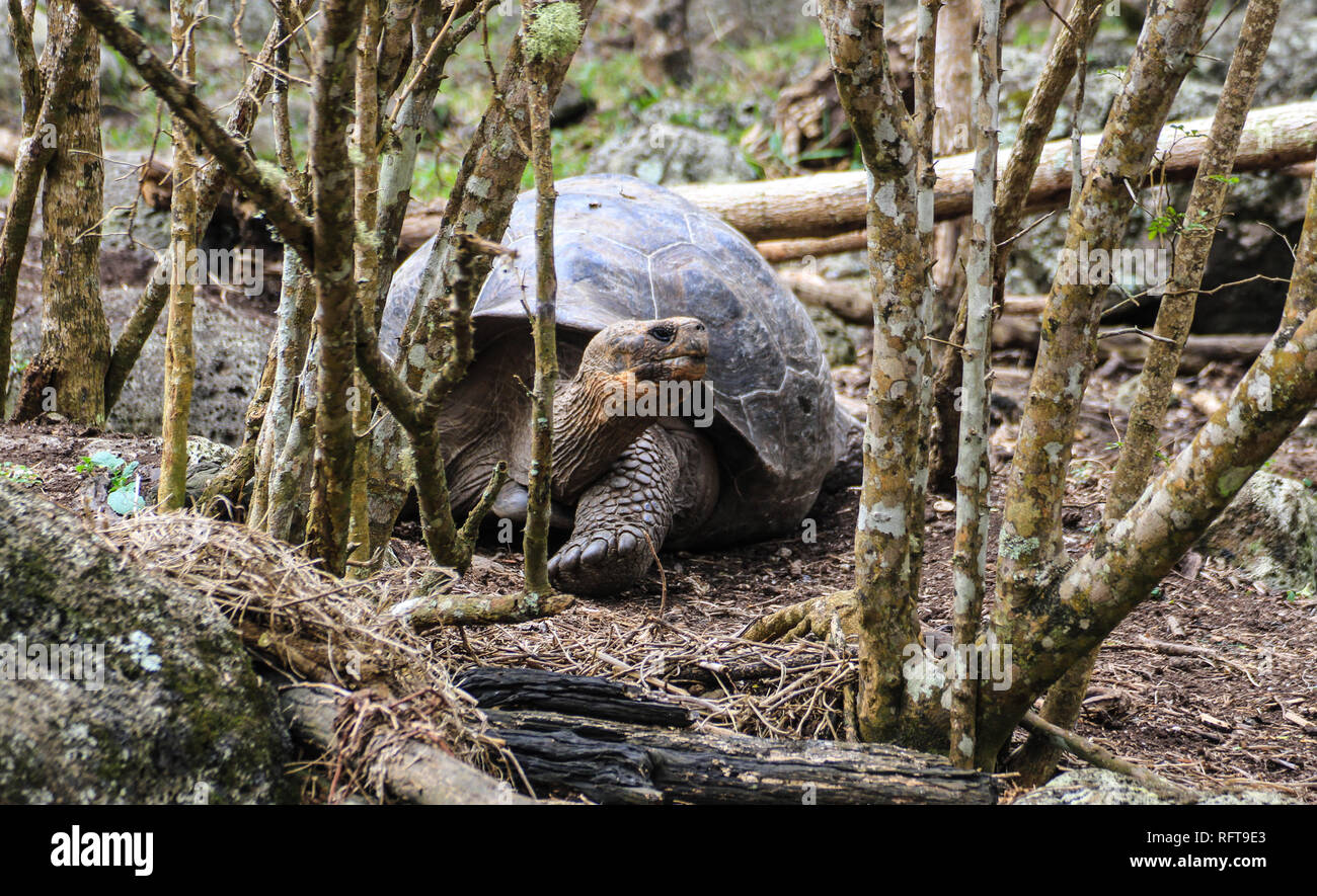 Riesenschildkröte, endemisch auf den zu Ecuador gehörenden Galapagos-Inseln Pazifik im Foto Stock