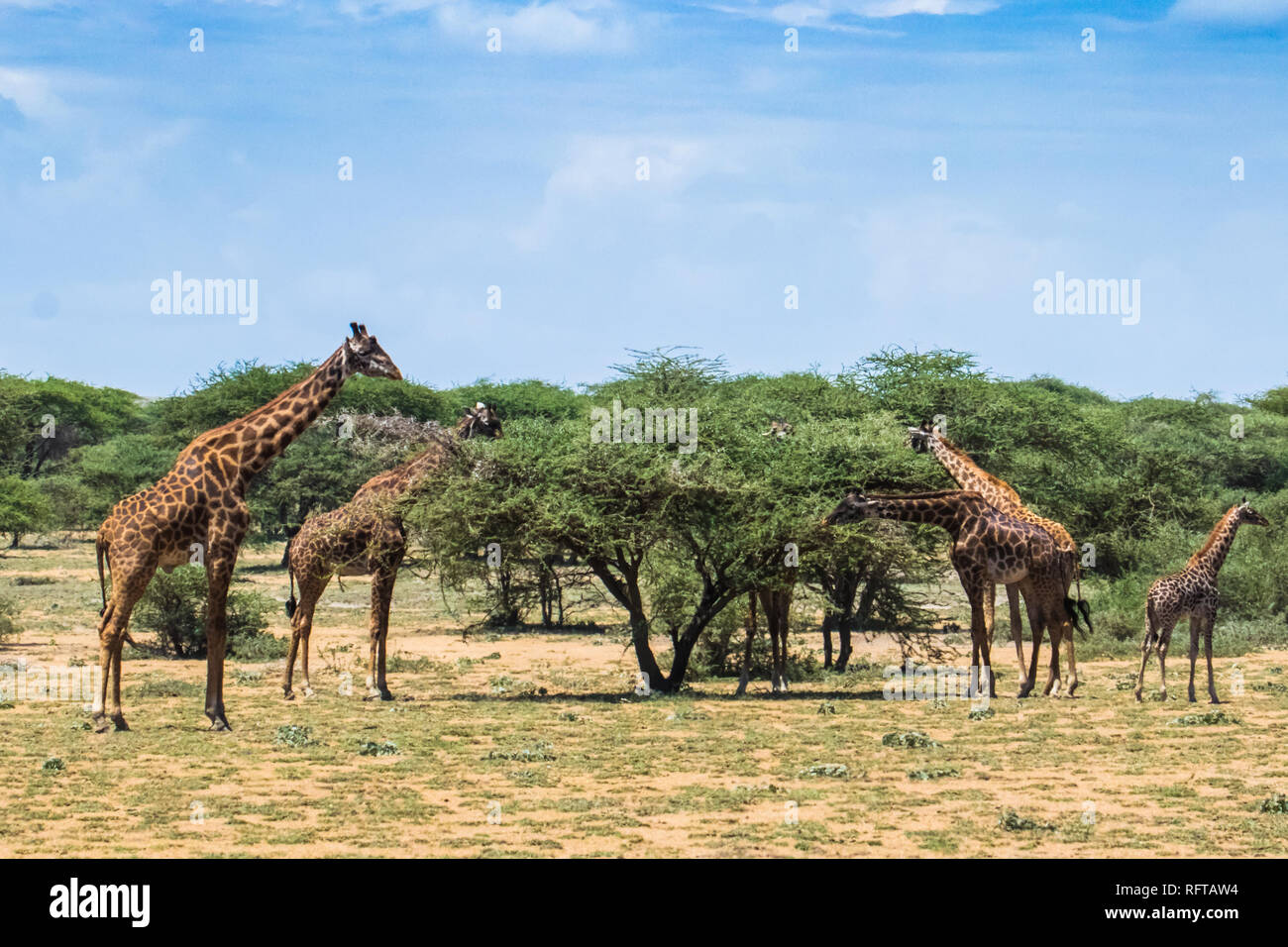 Le giraffe mangiano foglie dalla struttura ad albero Foto Stock