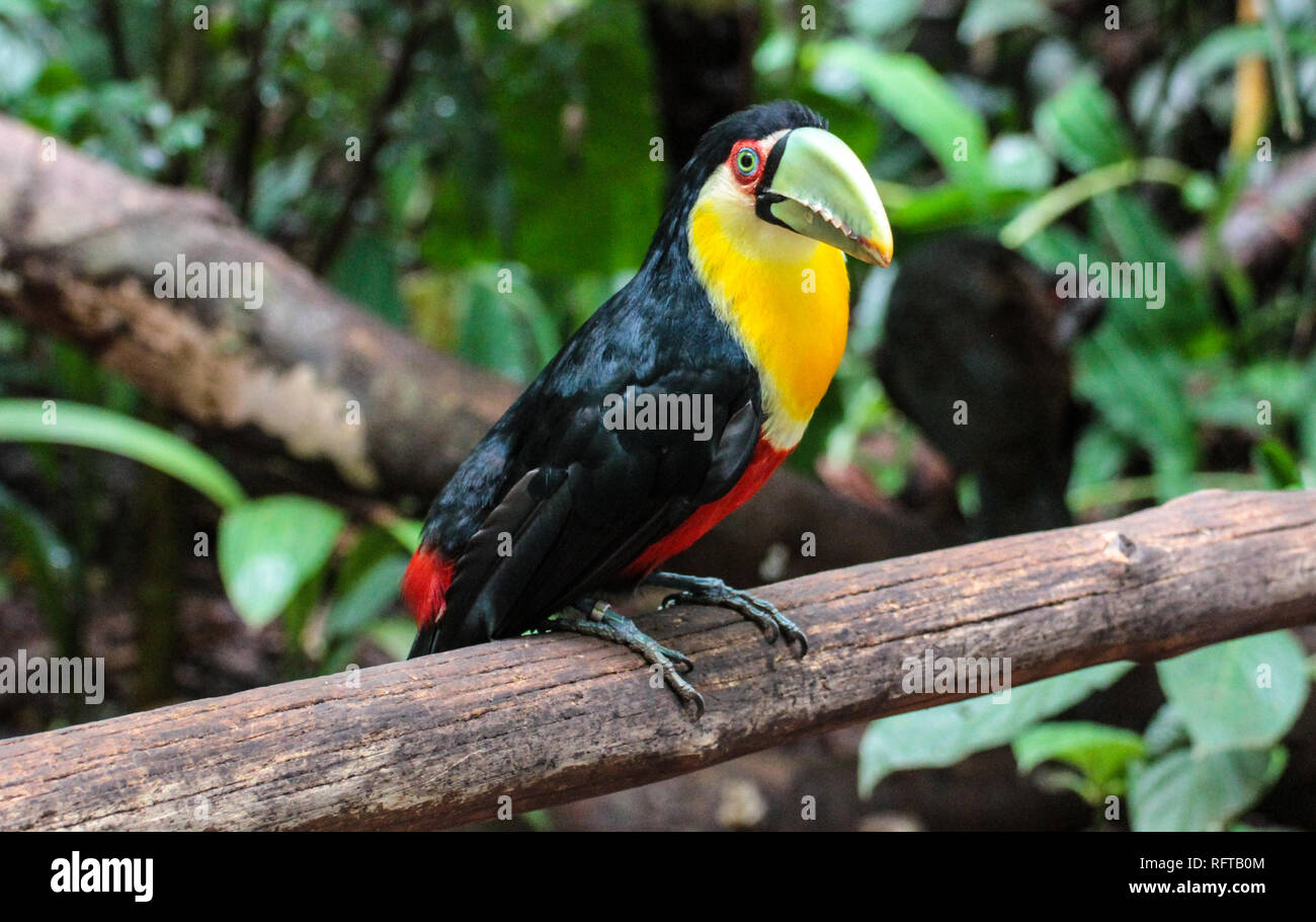 Tukan, einer der schönsten tropischen Vögel Foto Stock