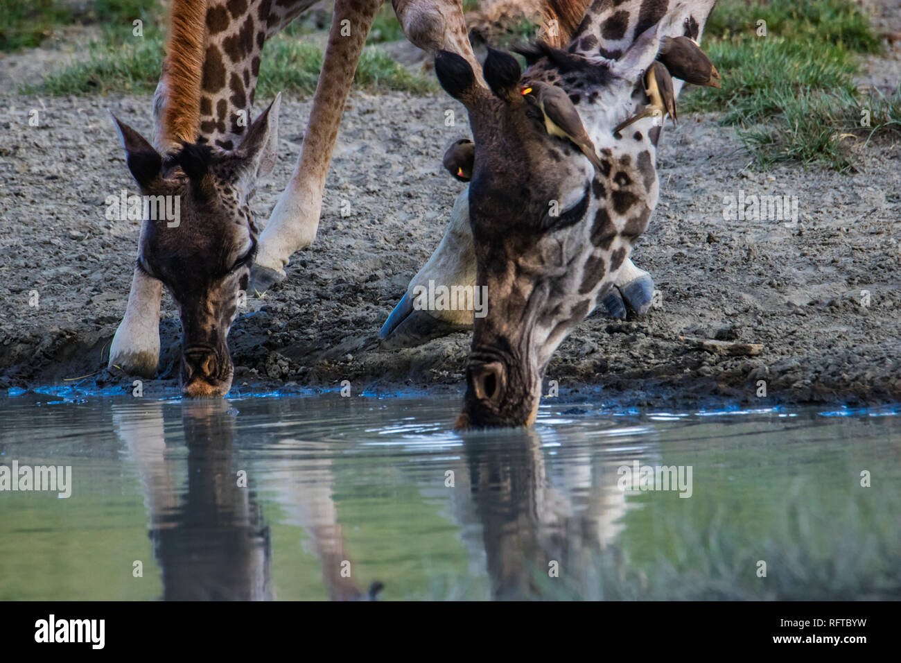 Due giraffe bere acqua da una pozzanghera Foto Stock